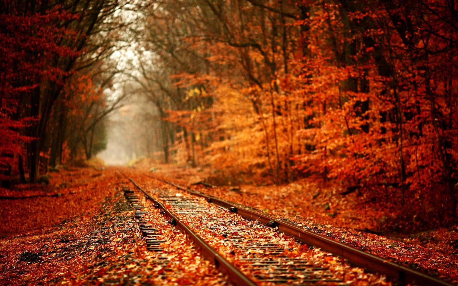 Riles ng Tren na May Dahong Dahon sa Taglagas Wallpaper