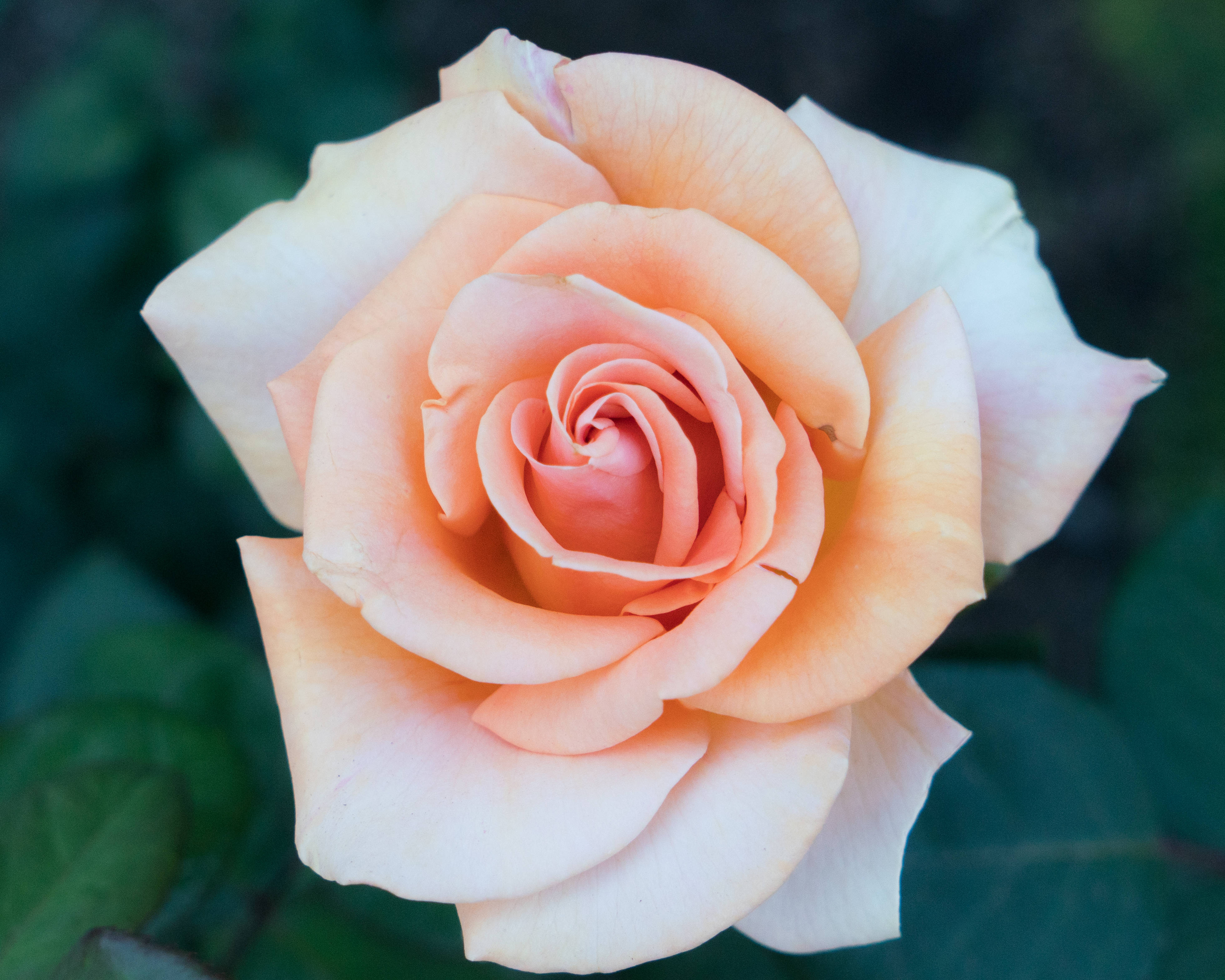 Rosas na Dilaw na Bulaklak Wallpaper