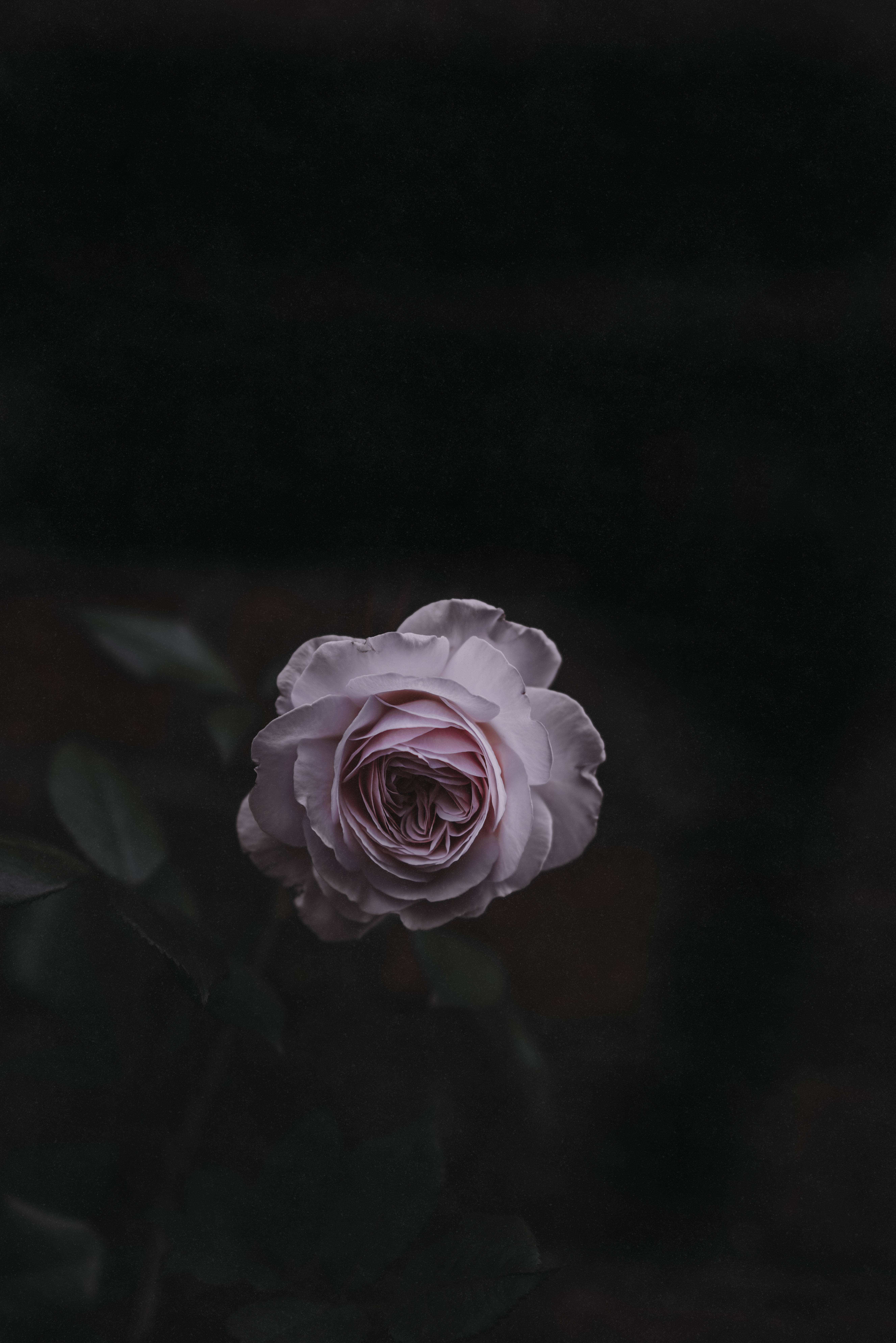 Rosas na Kulay Light Pink Wallpaper