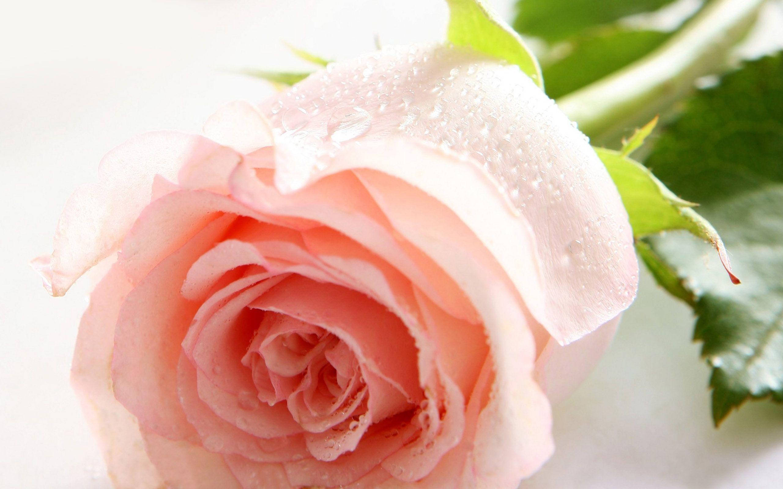Rosas na Kulay Light Pink Wallpaper