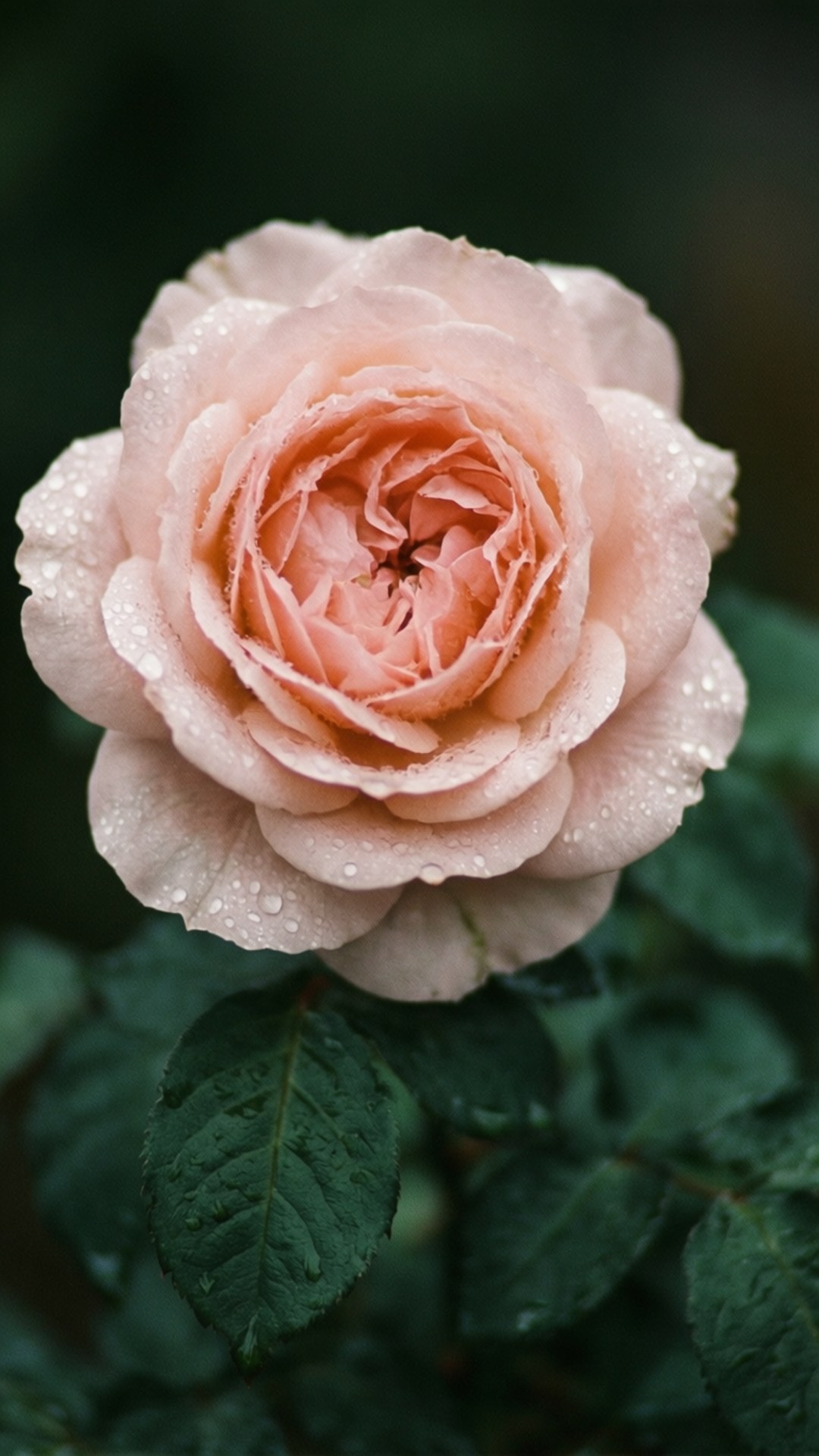 Rosas na Kulay Rosas na Talulot Wallpaper