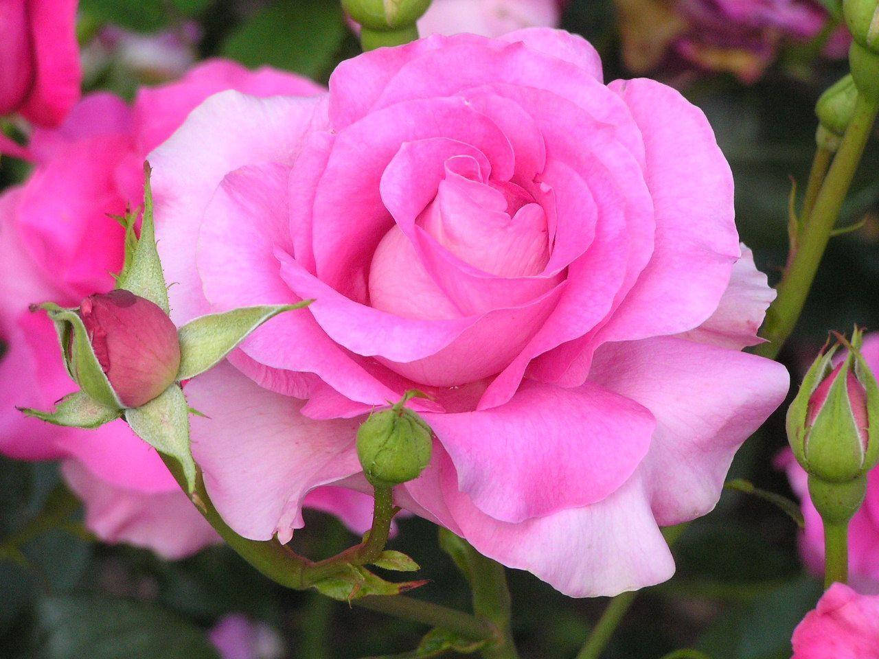 Rosas na Pink na Ganap na Namumulaklak Wallpaper