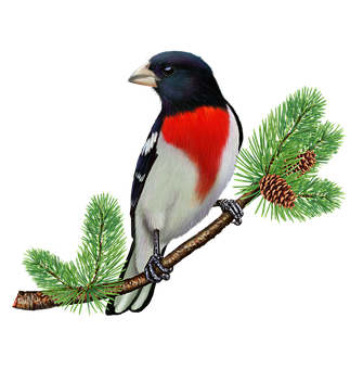 Rose Breasted Grosbeak sa Sanga ng Pine Wallpaper