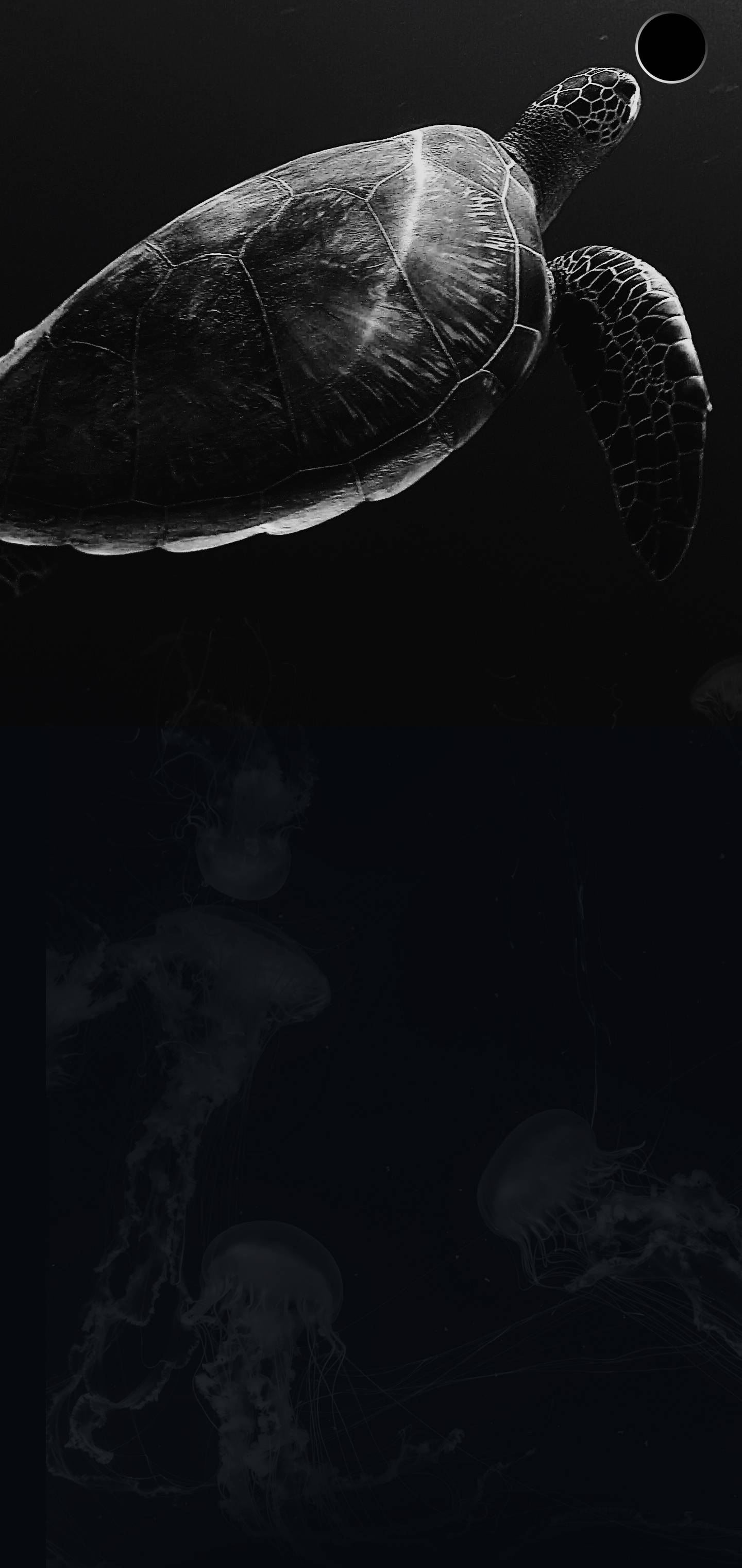 S10+ Dark Turtle Wallpaper