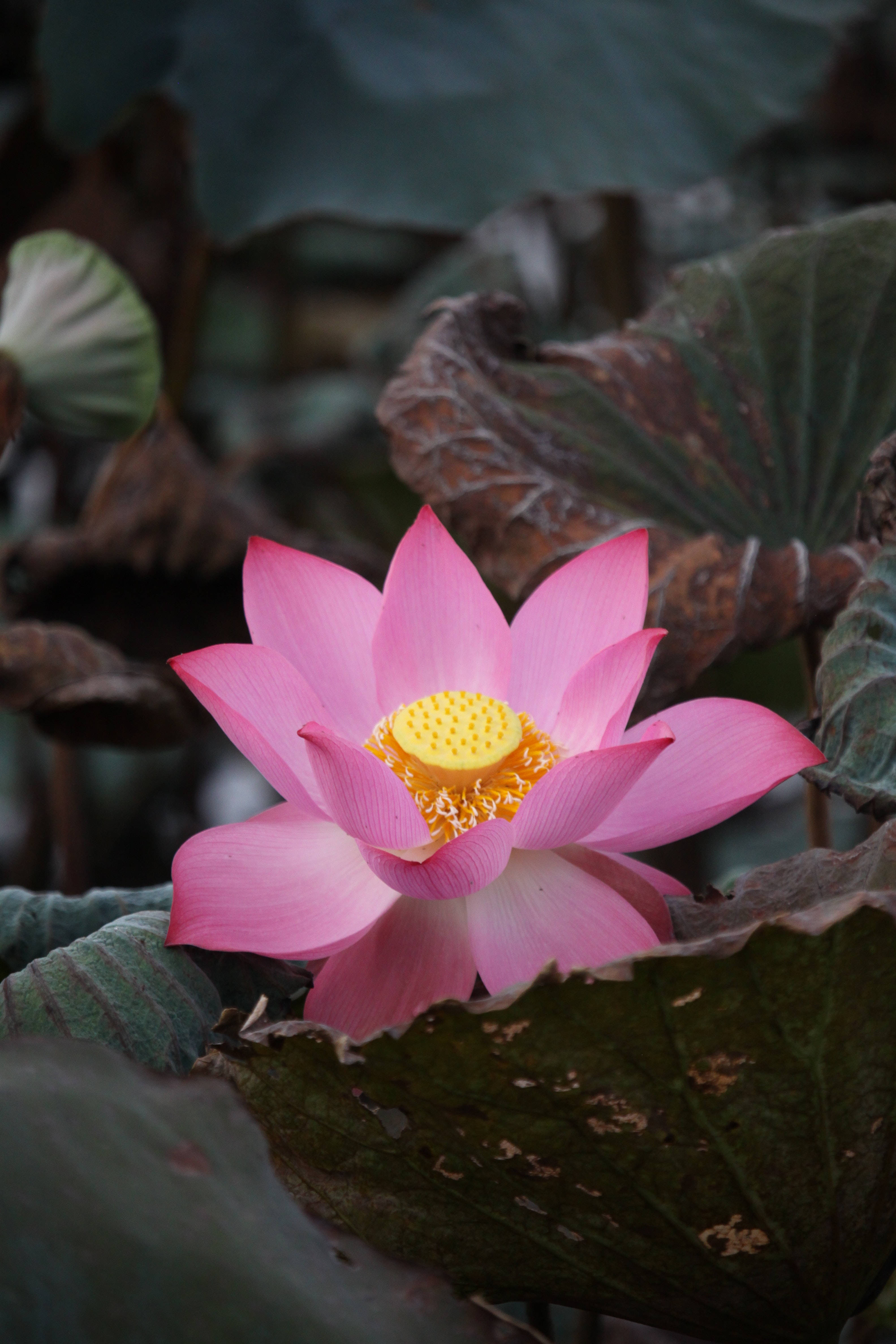 Sagradong Bulaklak ng Lotus ng India Wallpaper