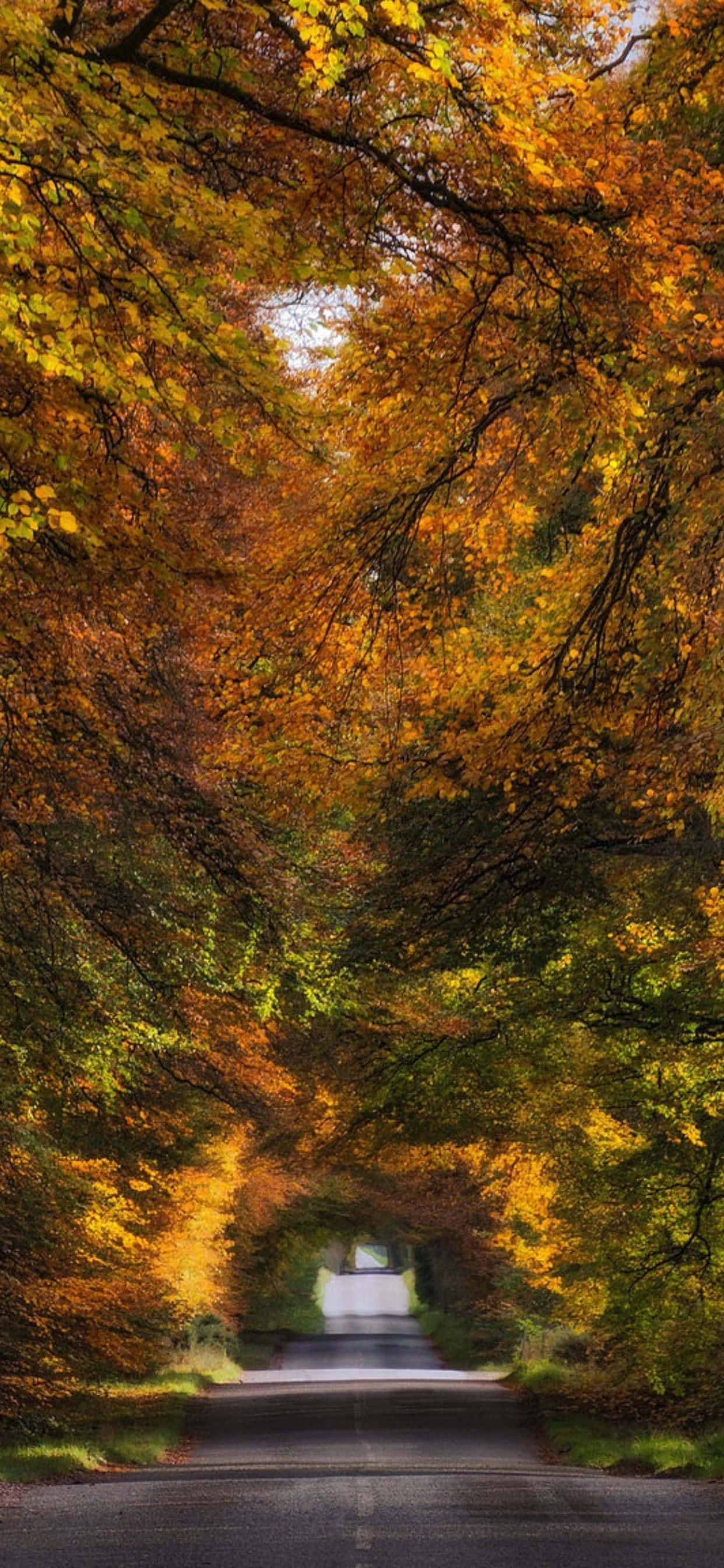 Kunin ang Ganda ng Taglagas Gamit ang Pinakabagong iPhone Xs Max Wallpaper