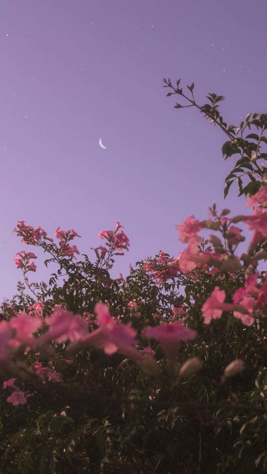 Sakupin ang kagandahan ng mga pinong talulot ng bulaklak Wallpaper