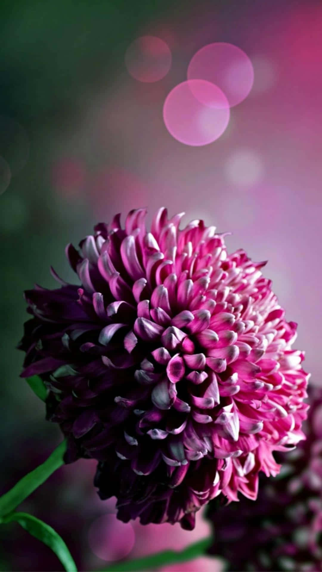 Sakupin ang kagandahan ng tagsibol gamit ang nakamamanghang flower iPhone background na ito. Wallpaper