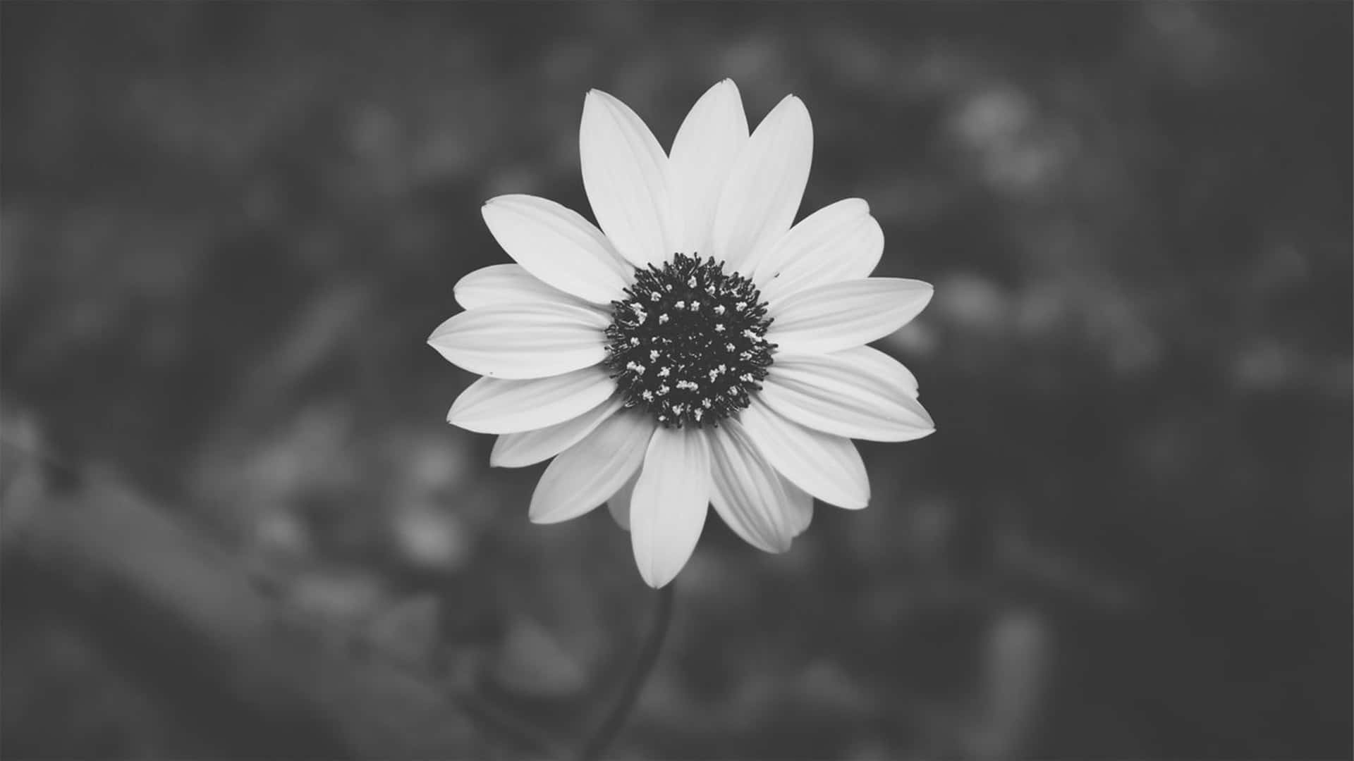 Sakupin ang simpleng ganda na may gray na estetiko. Wallpaper
