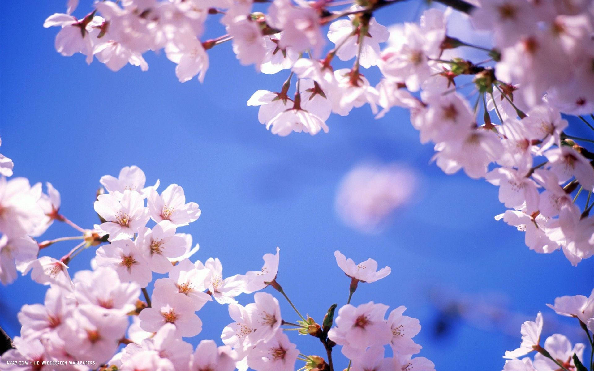 Sakura at Langit Wallpaper