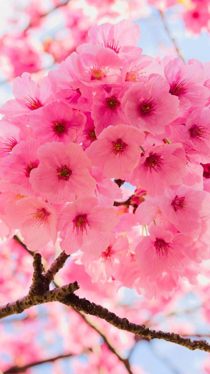 Sakura Bulaklak na Langit Wallpaper