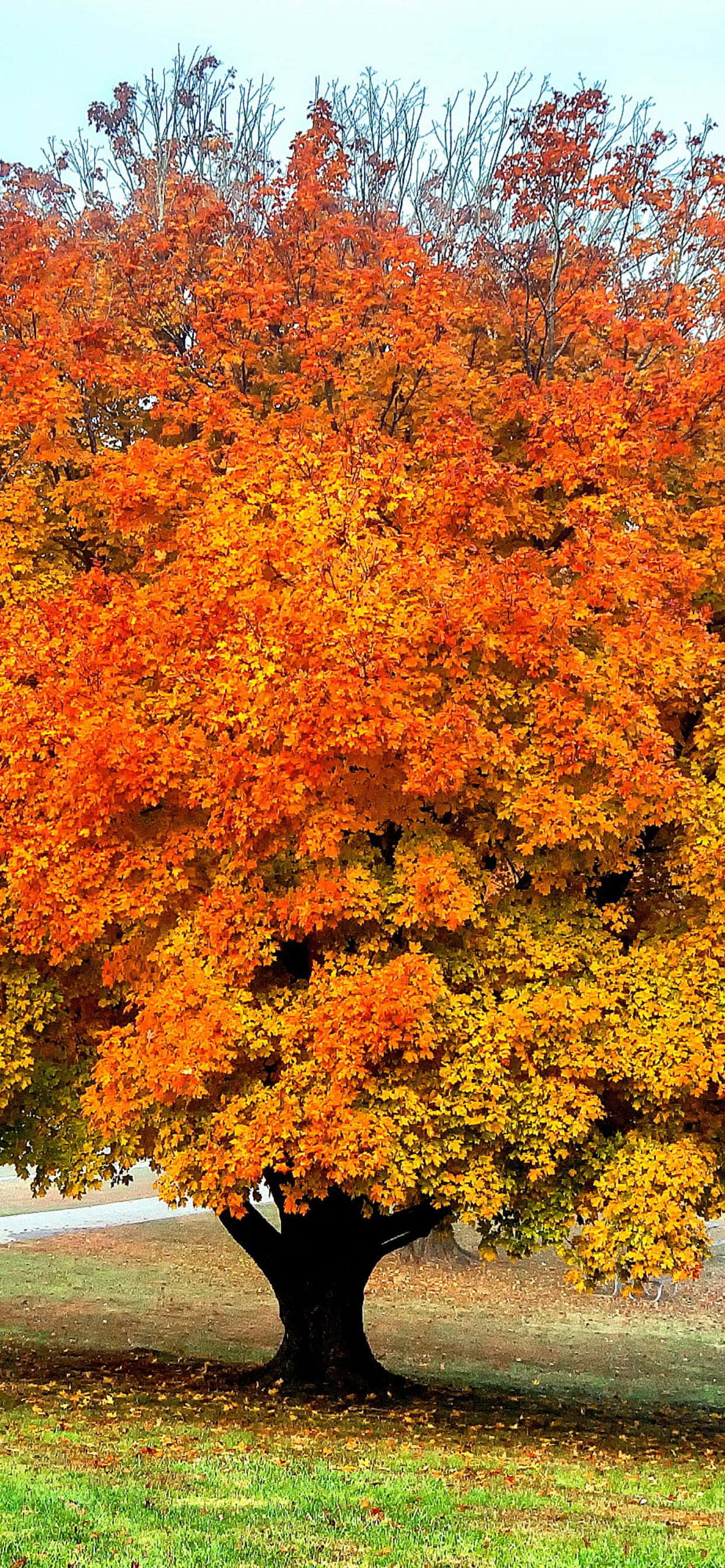 Salubungin ang gandang panahon ng taglagas gamit ang nakakakitang iPhone Xs Max Wallpaper