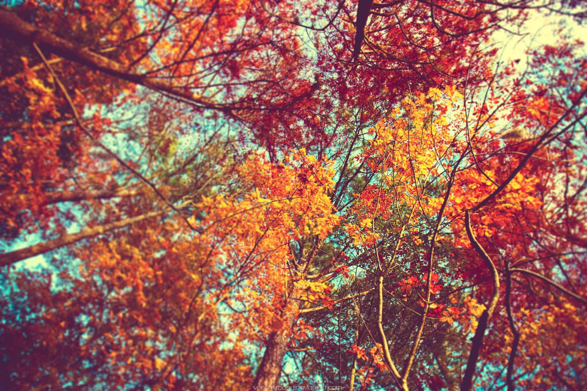 Salubungin ang pagbabago ng panahon gamit ang magandang fall aesthetic background. Wallpaper