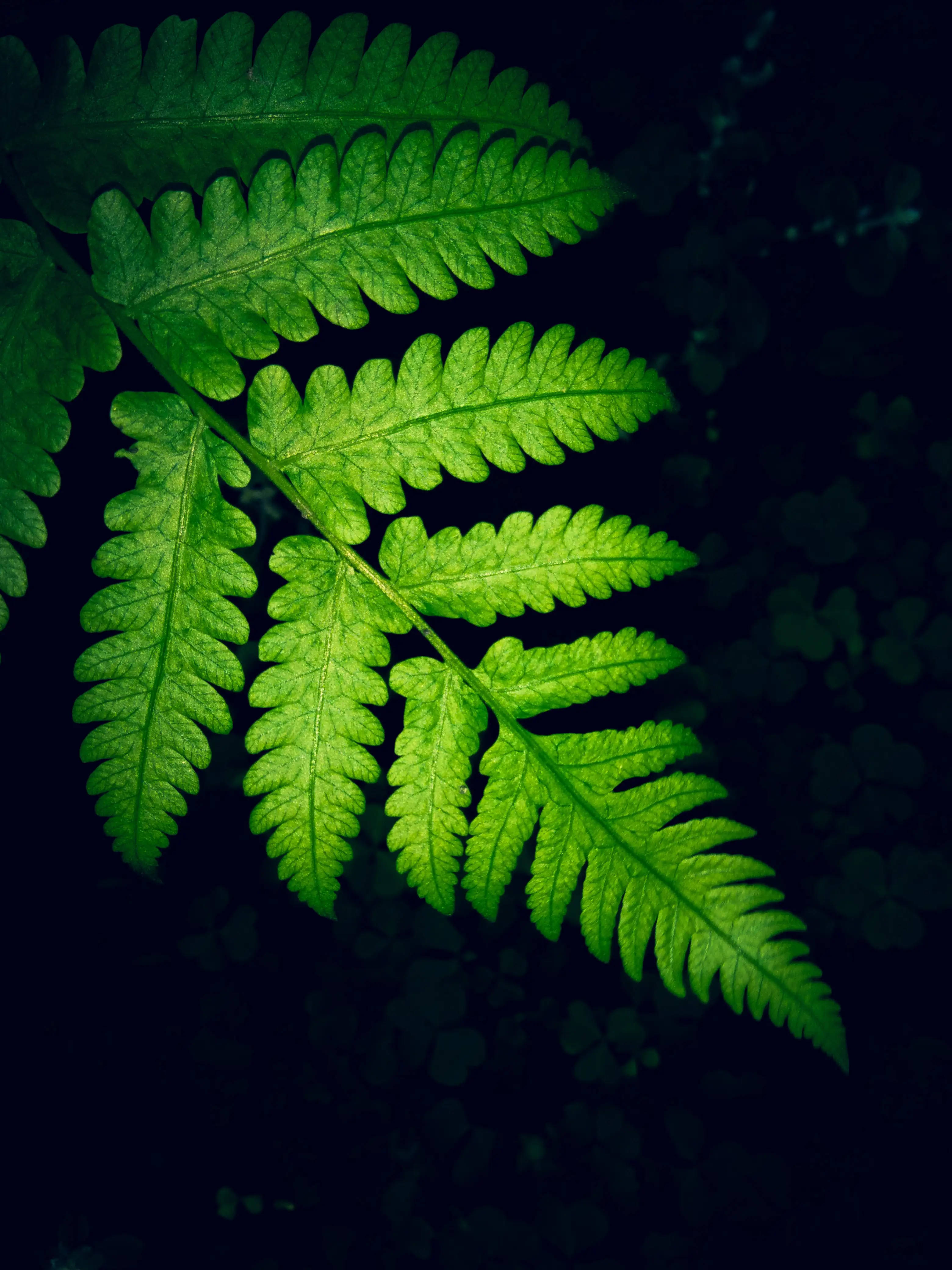 Samsung M21 Background ng Pako Wallpaper