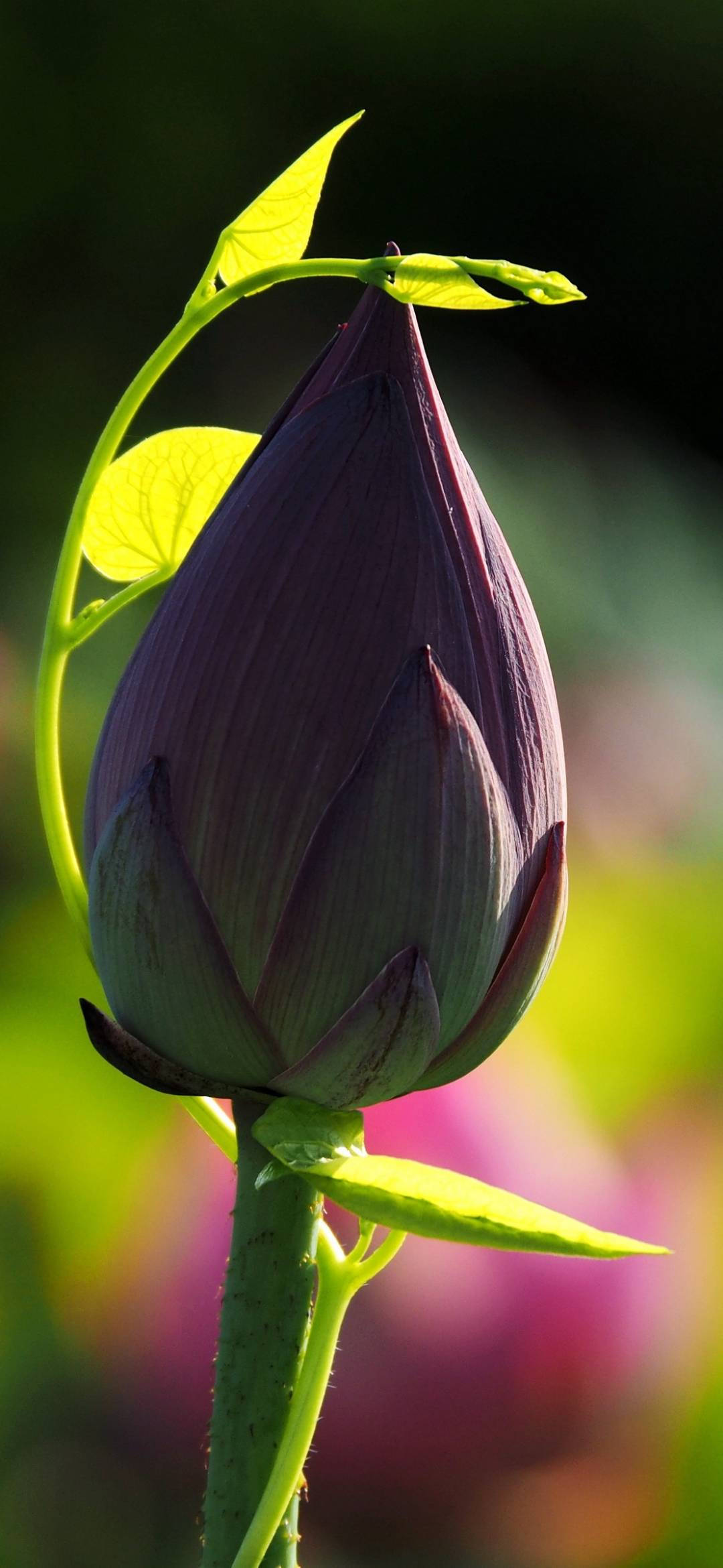 Sangay ng Lotus na Bulaklak na Background sa Telepono Wallpaper