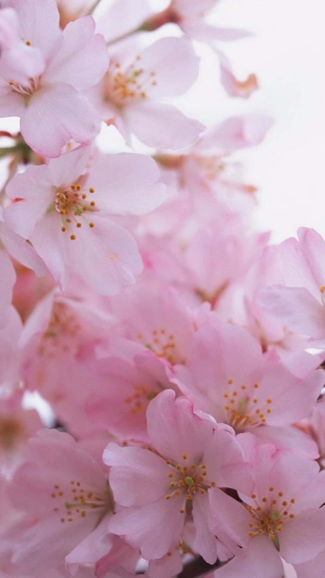 Sariwang hangin: Isang matingkad na bulaklak na namumukadkad mula sa salamin ng iPhone. Wallpaper