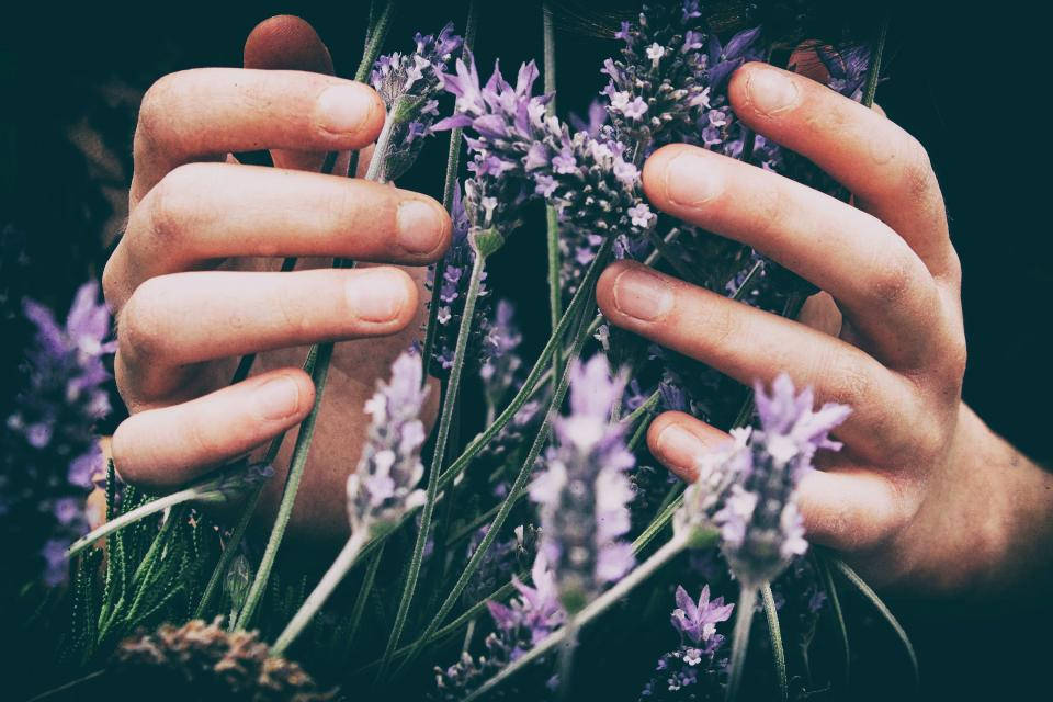 Sariwang Lavender na mga Bulaklak Wallpaper