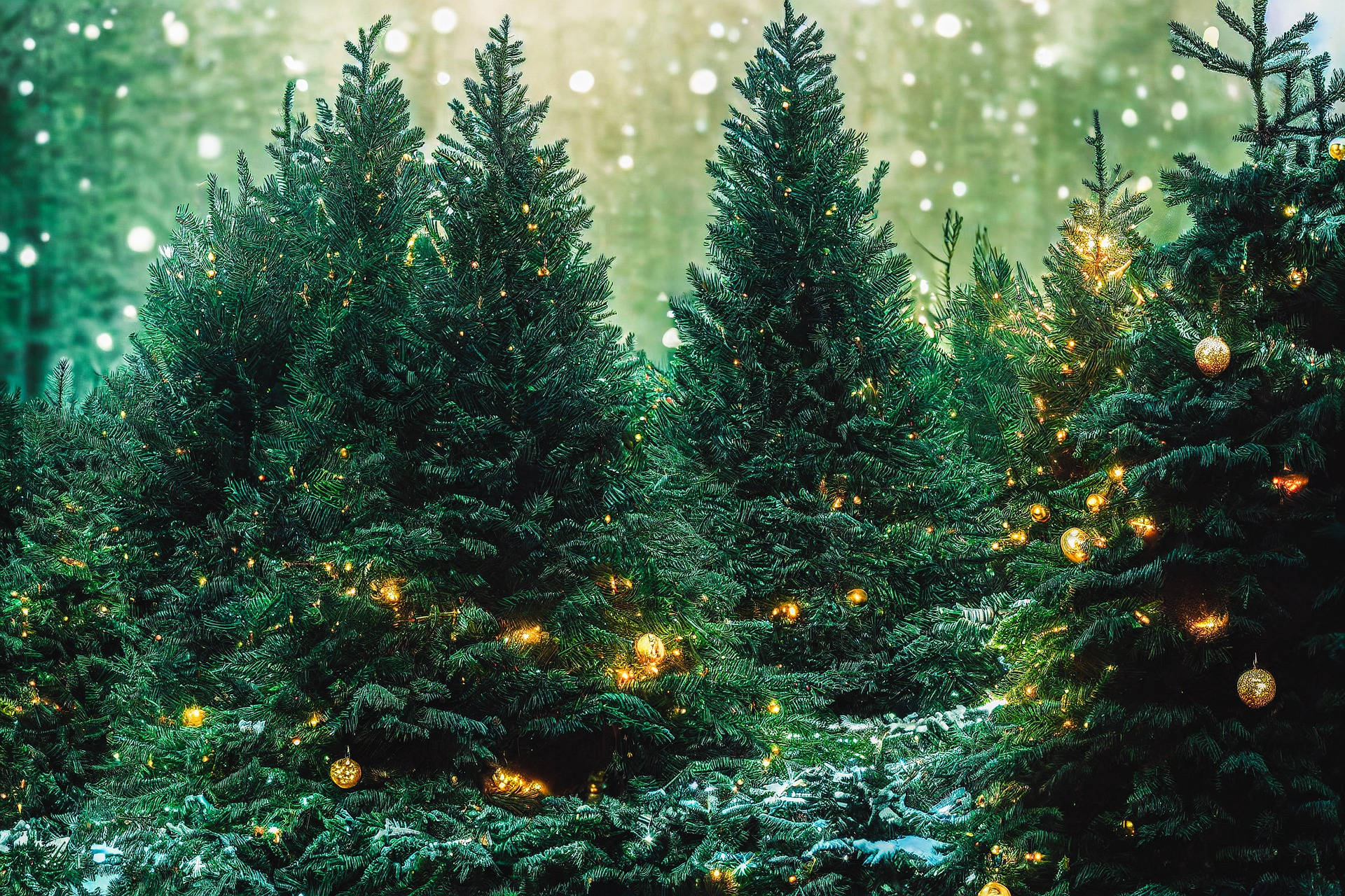 Sariwang Luntiang Puno sa Christmas Forest Wallpaper