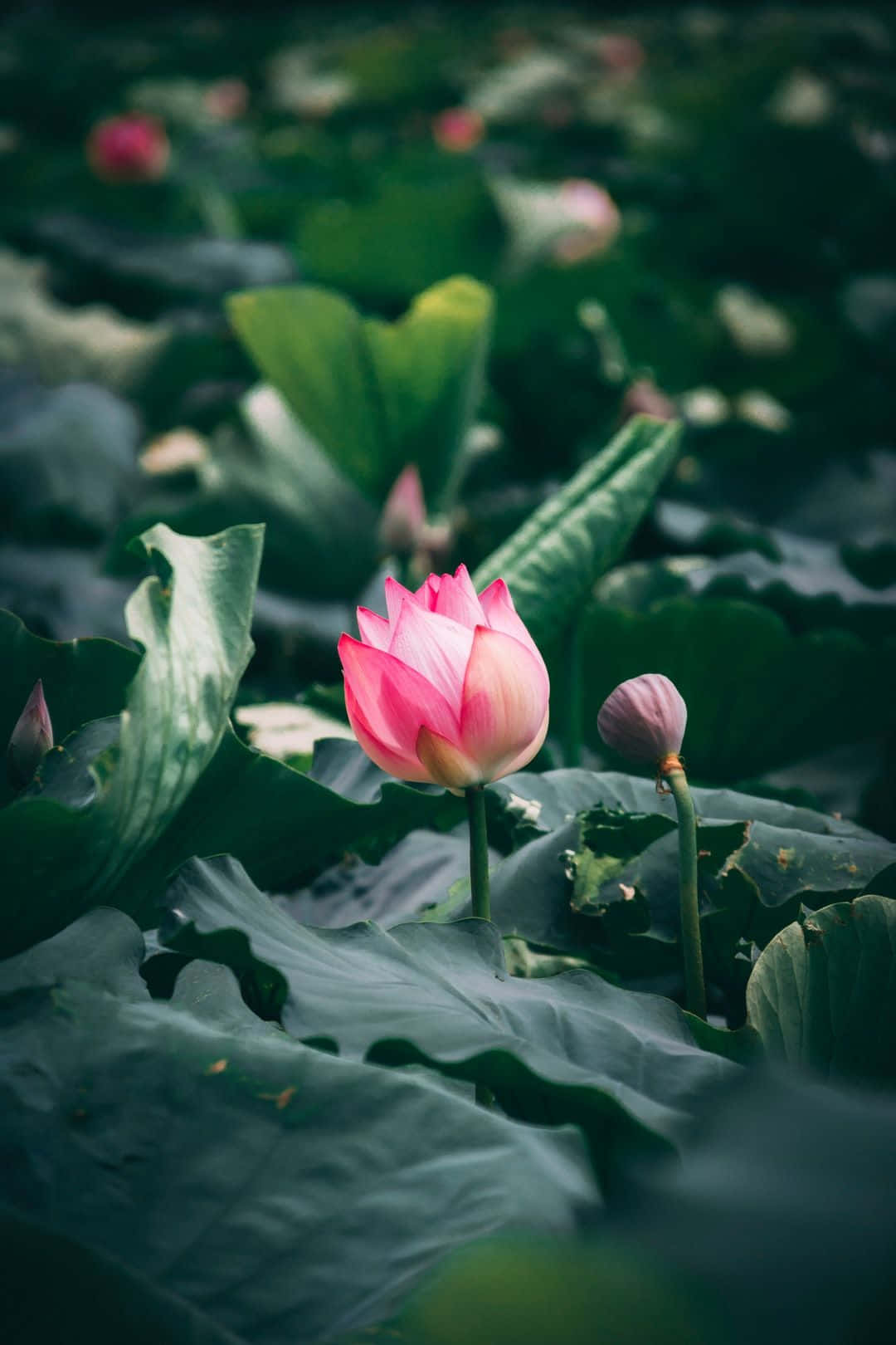 Sariwang Namumukad na Bulaklak ng Lotus na Namumukad sa Tahimik na Lawa Wallpaper