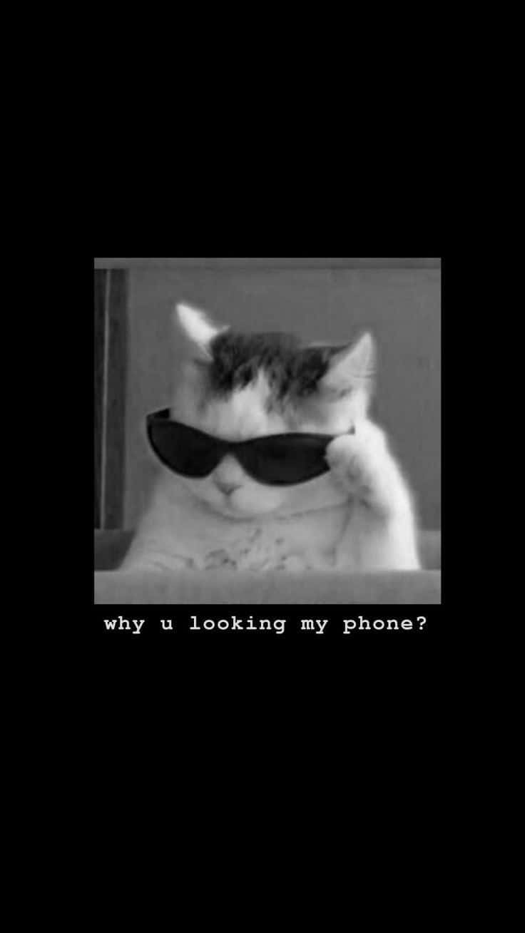 Savage na Pusa na May Salamin na Nakakatawang Lock Screen Wallpaper