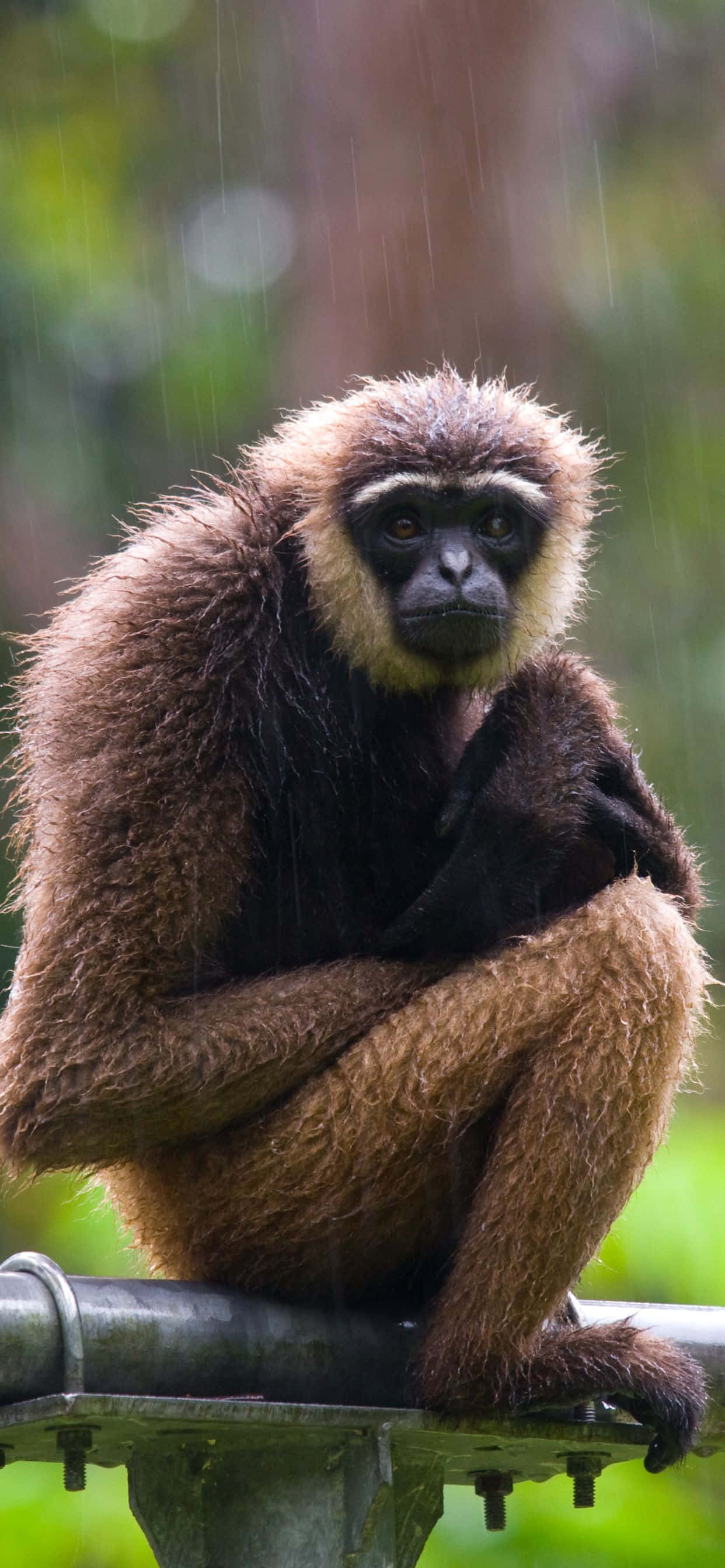 Kumusta sa bagong iPhone Xs Max Gibbon Wallpaper