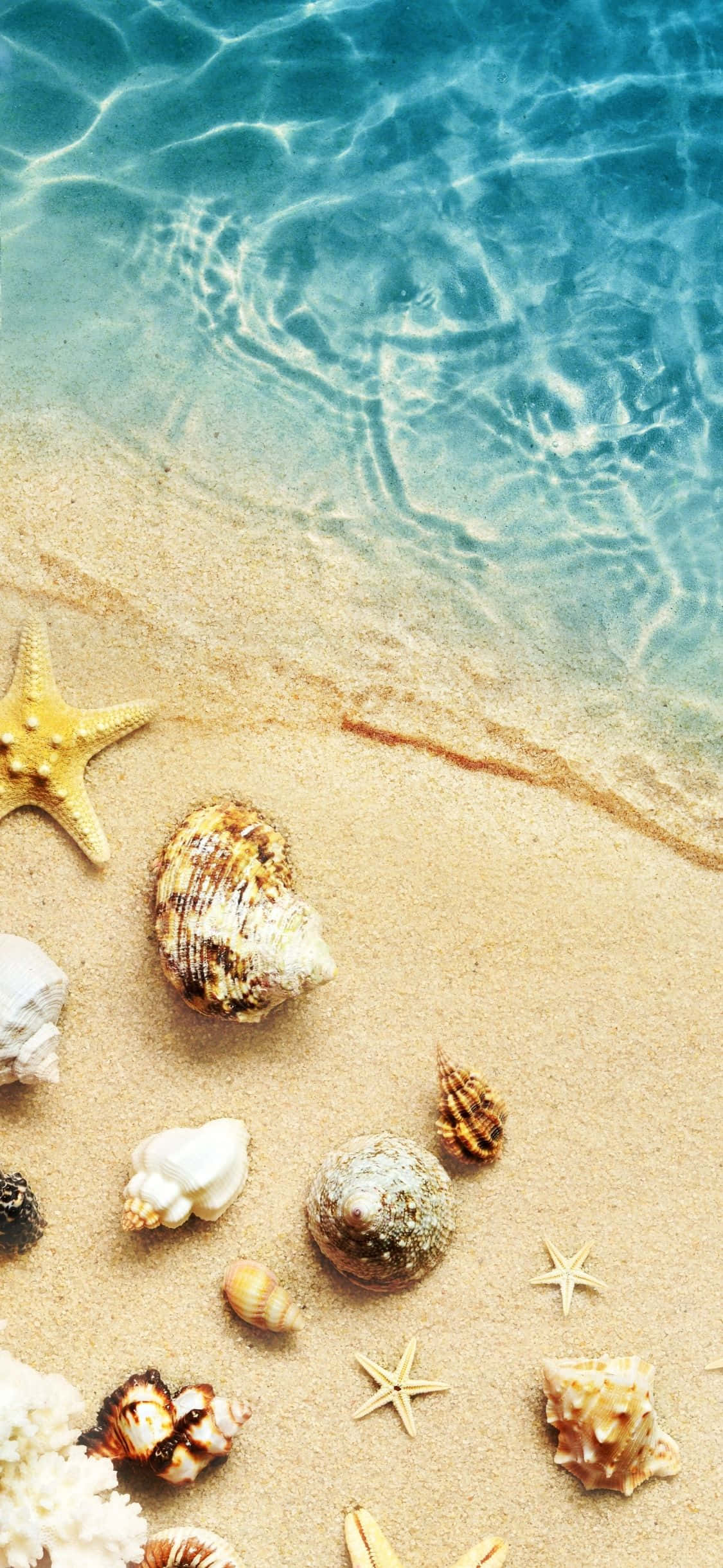 Seashells Beside Water iPhone X Summer Background Wallpaper