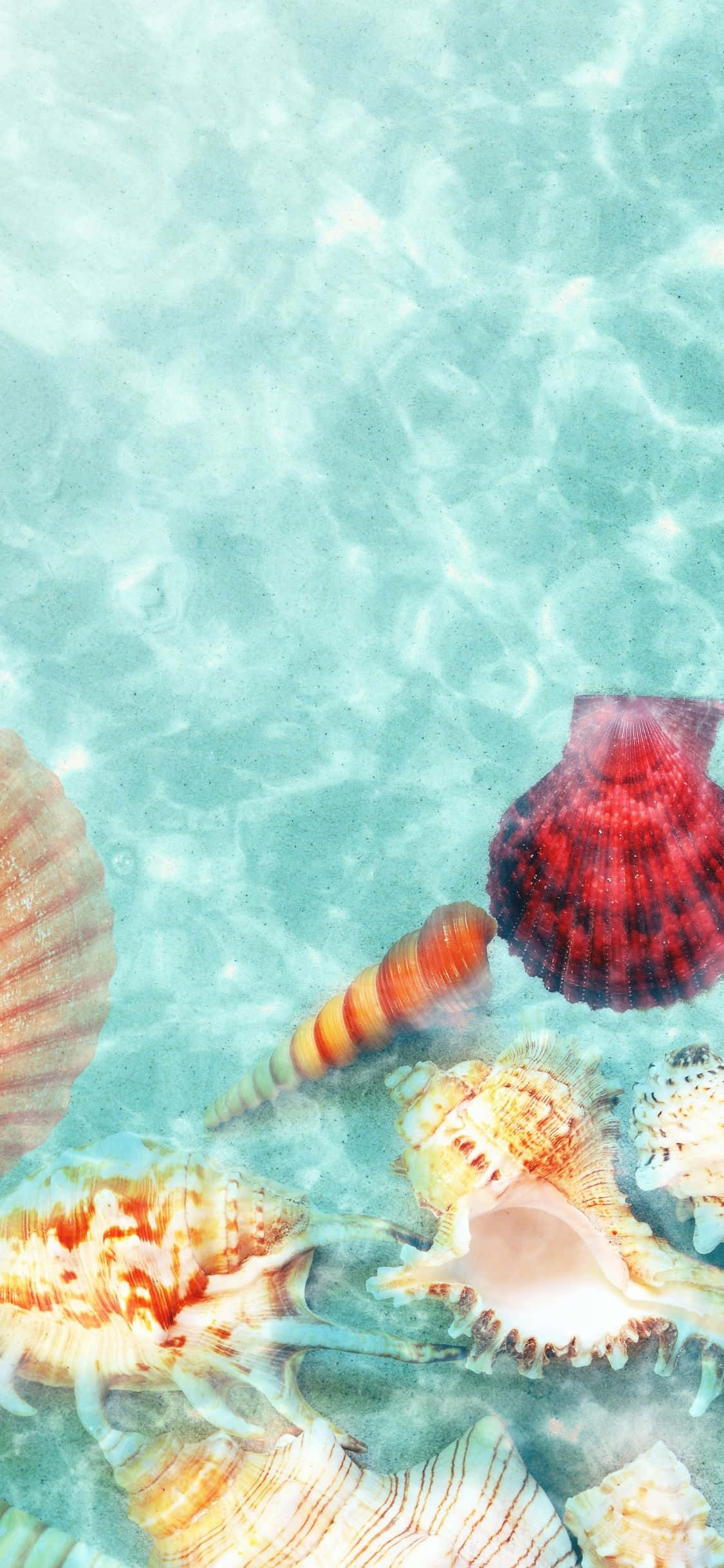 Seashells Na Nakalubog Sa Tubig iPhone X Summer Background Wallpaper