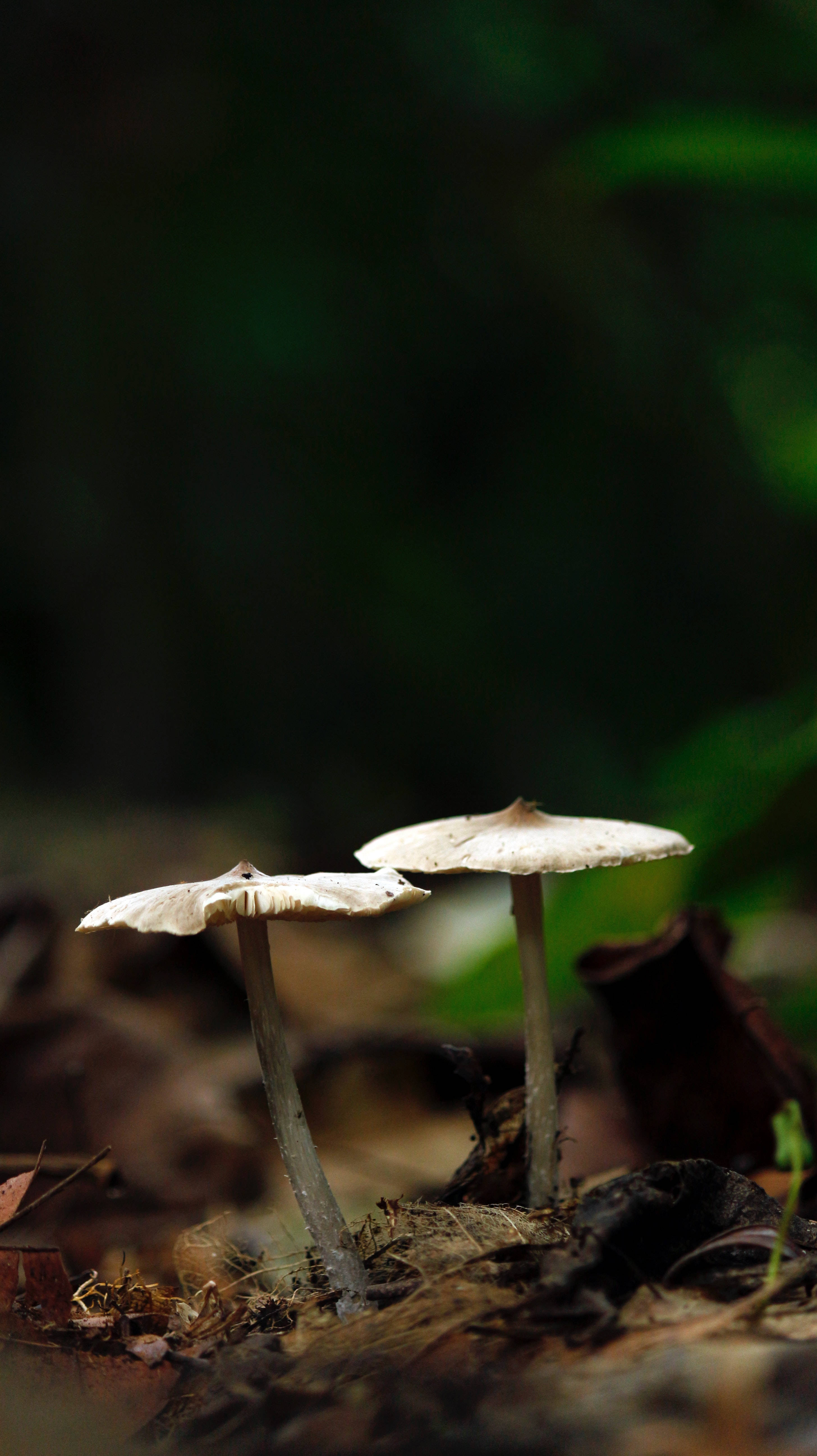 Selective Focus na Estetika ng Kabute Wallpaper