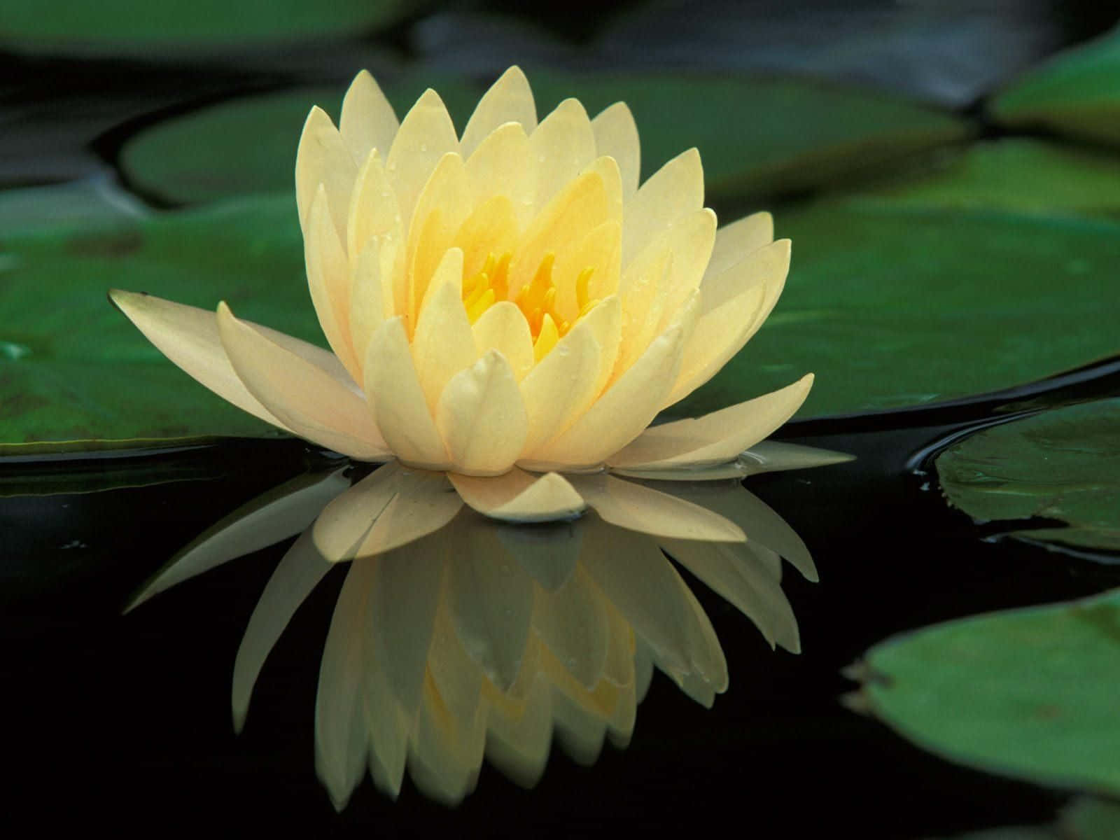 Seryosong Lotus na Namumukadkad sa Tahimik na Lawa Wallpaper