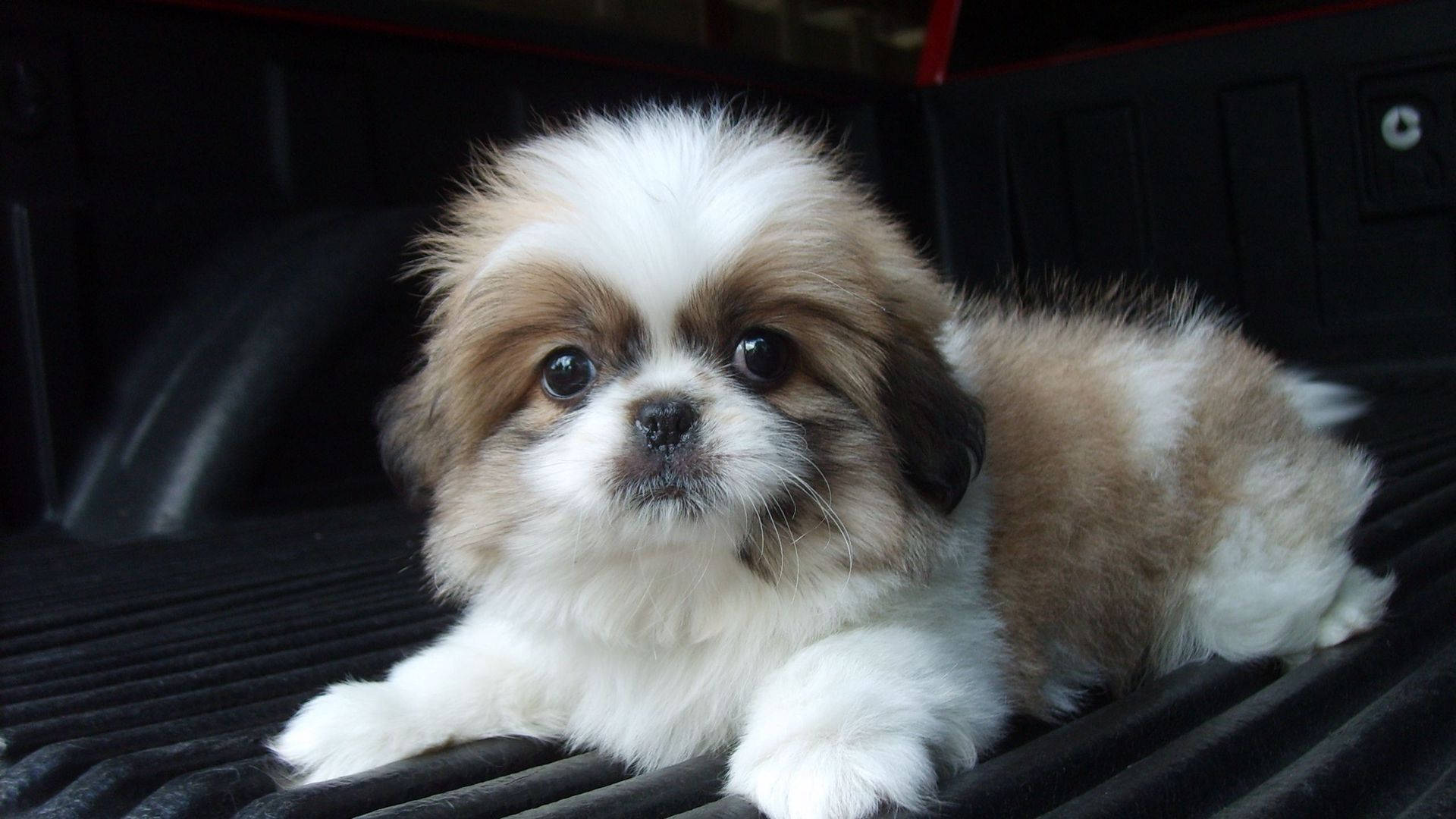 Shih Tzu na Tuta na Nakatingin sa Kamera Wallpaper