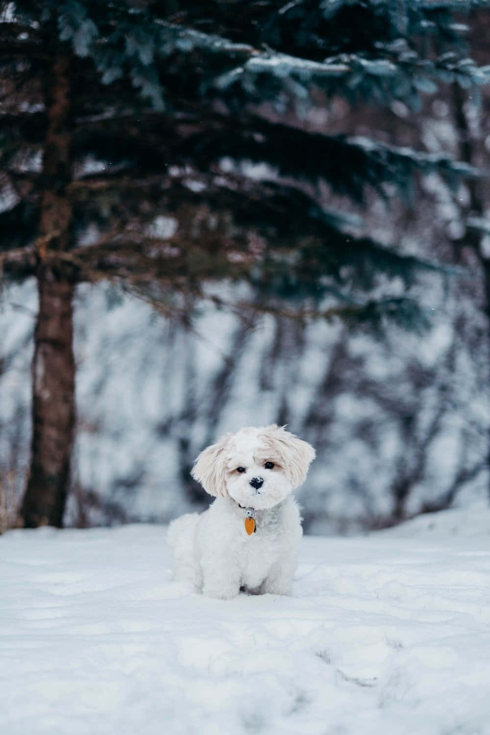 Shih Tzu sa Taglamig Wallpaper