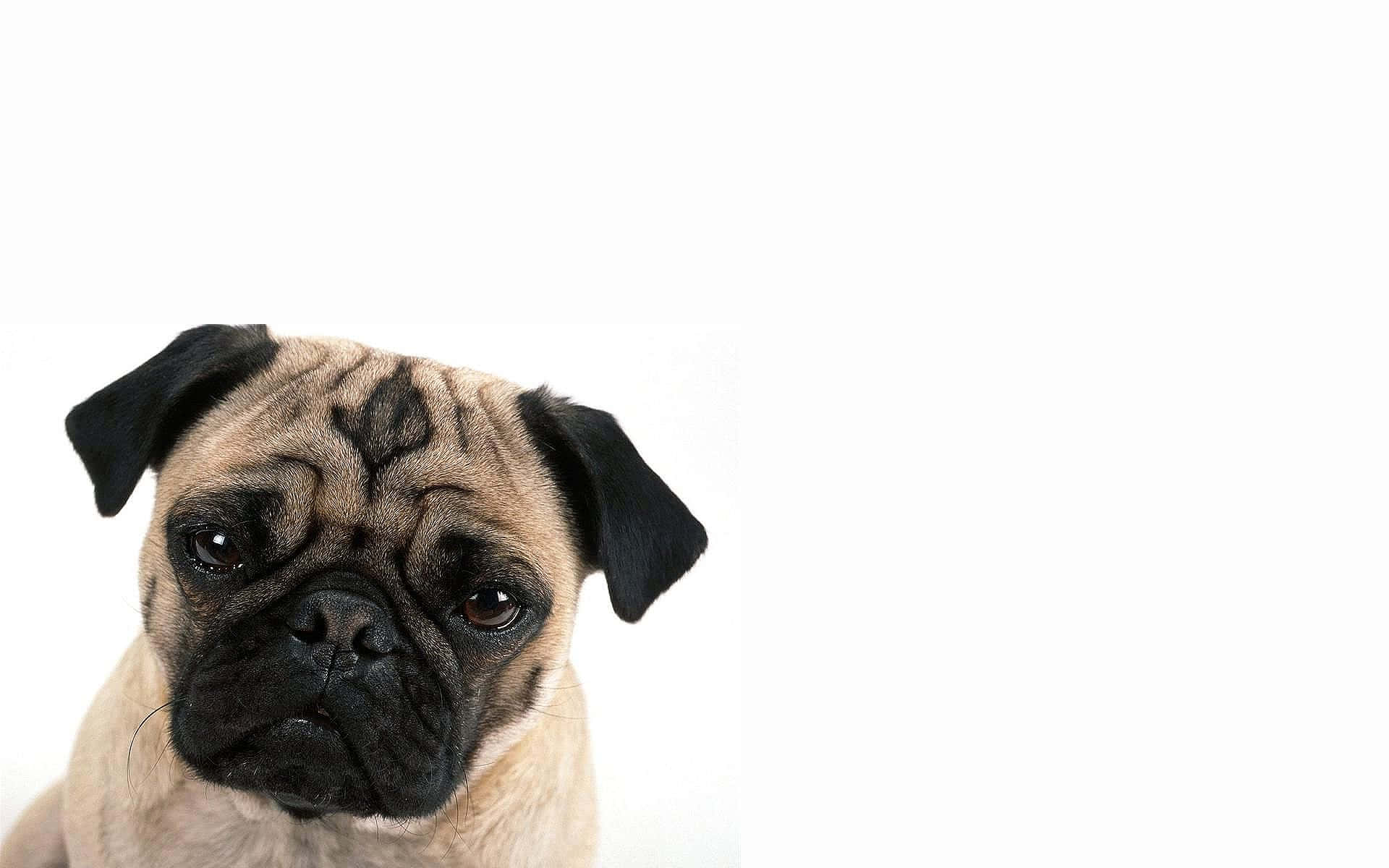 Shoot ng Brown Pug Dog Wallpaper