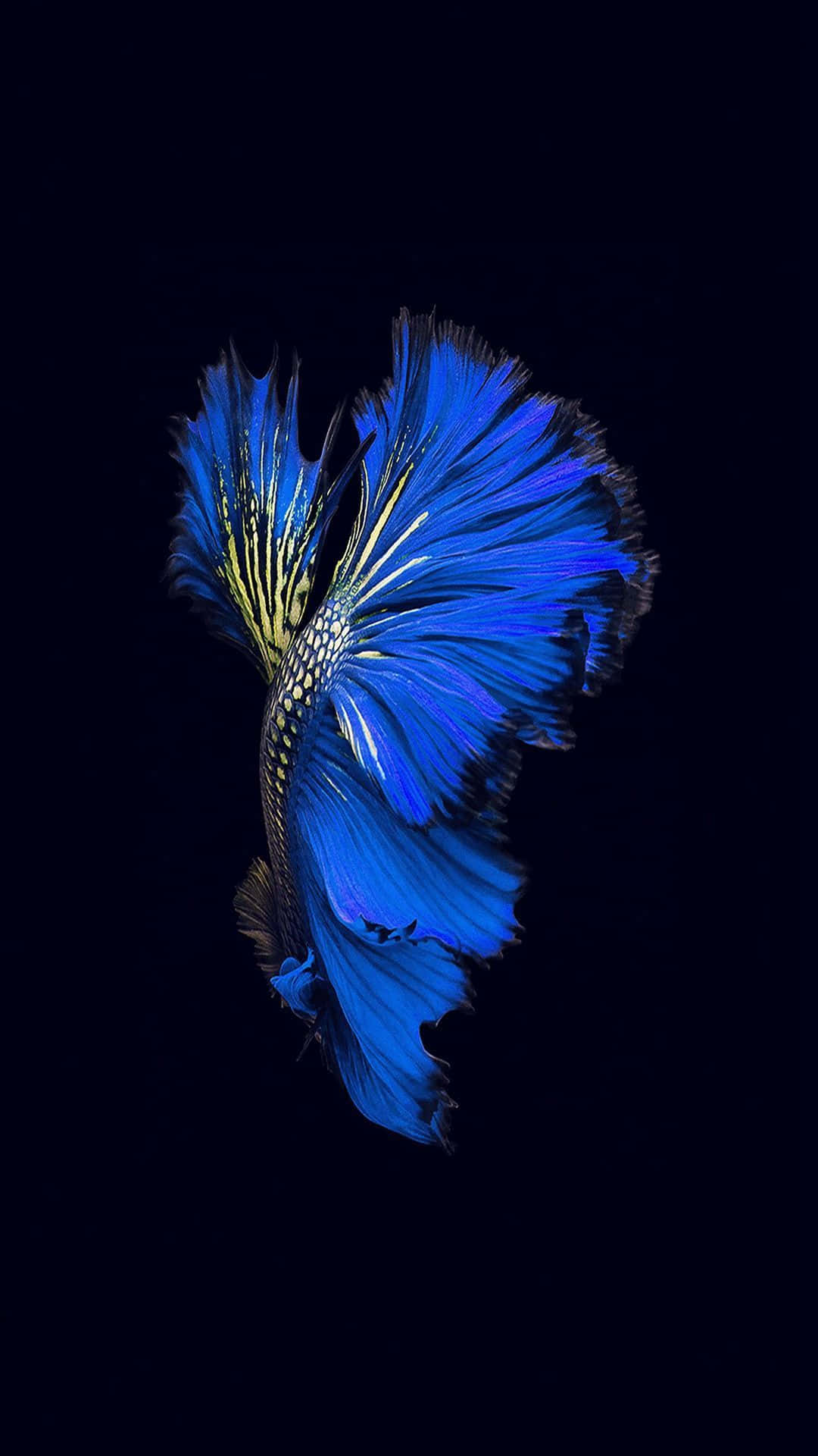 Siamese Fighting Fish iPhone 7 Plus Live Wallpaper
