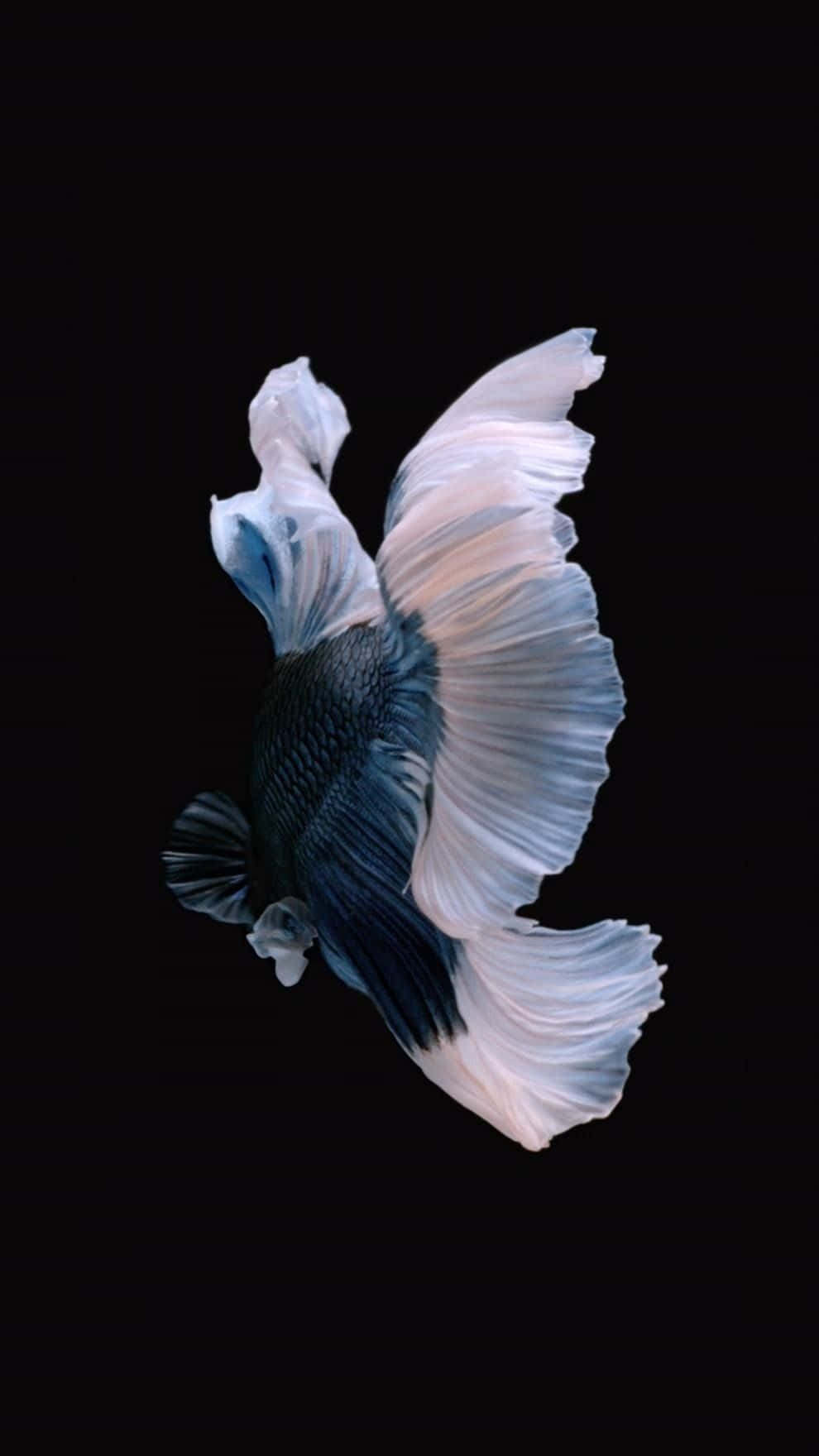 Siamese Fighting Fish iPhone 7 Plus Live Wallpaper