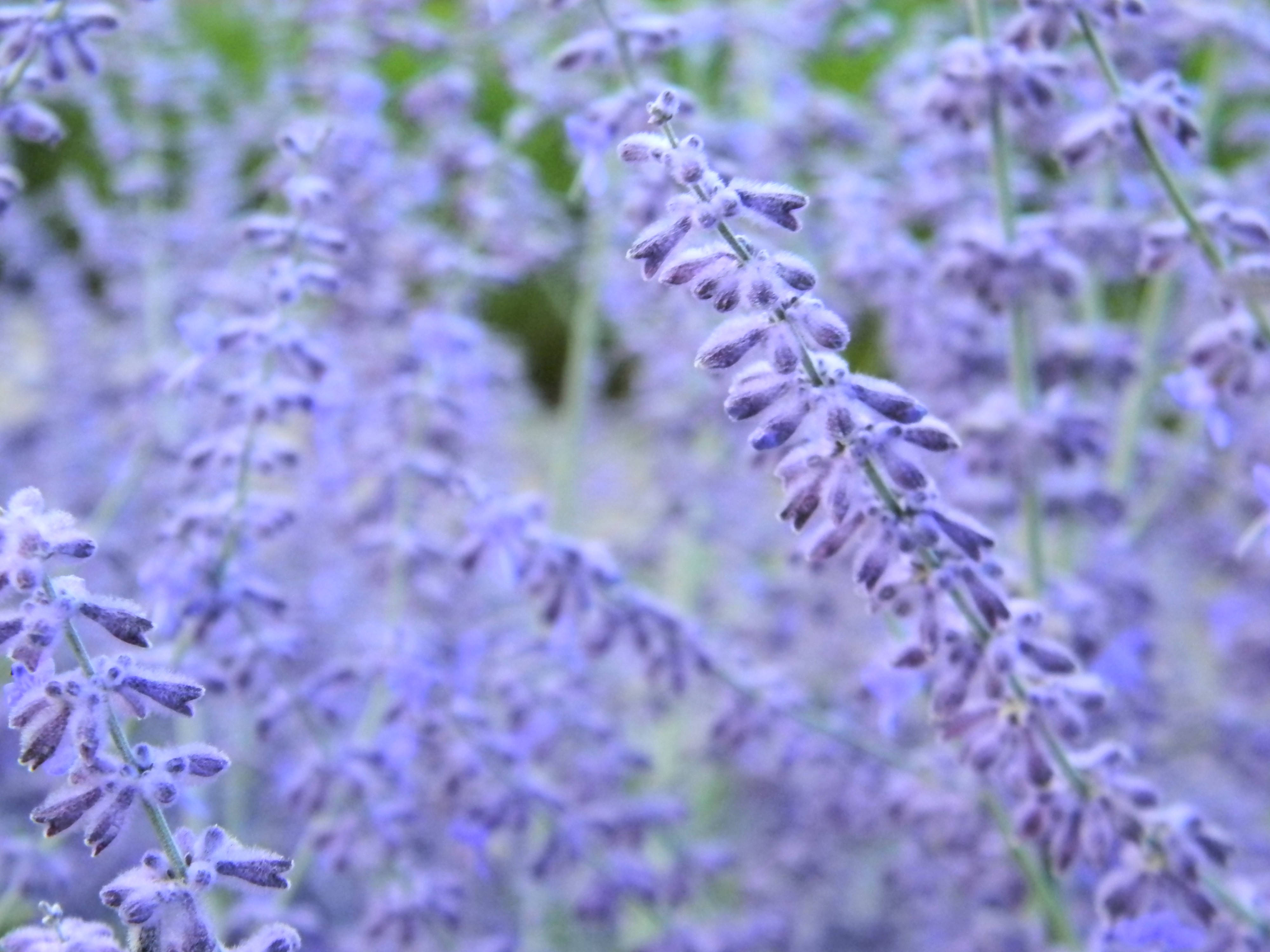 Sibol na Lavender Aesthetic na mga Bote ng Bulaklak Wallpaper