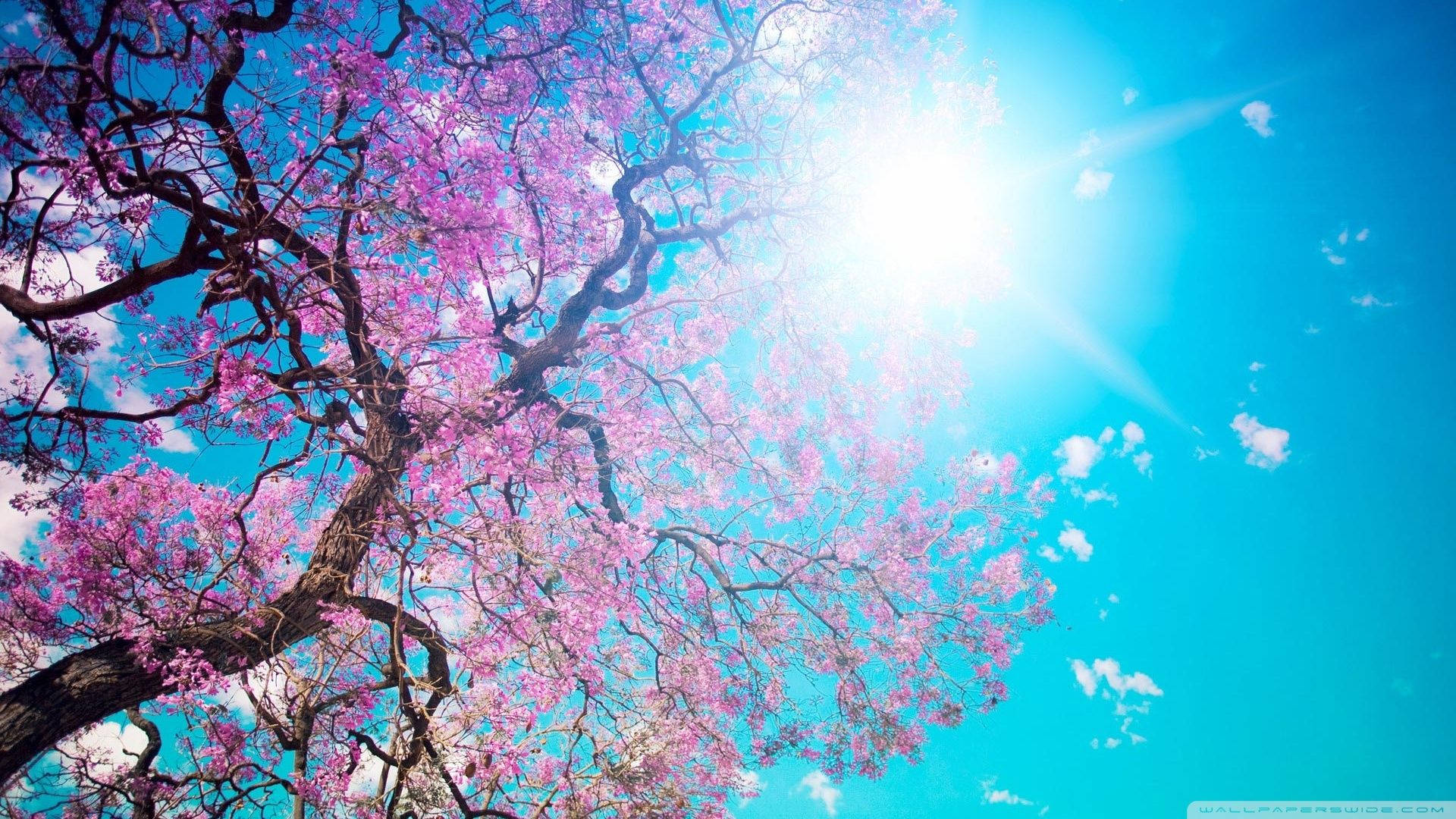 Sikat ng Araw at Cherry Blossom Wallpaper