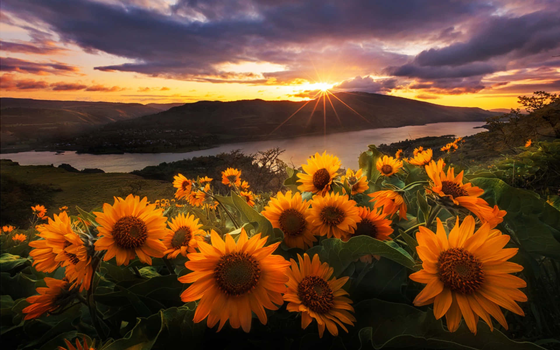 Sikat ng Araw na may mga Sunflower Wallpaper