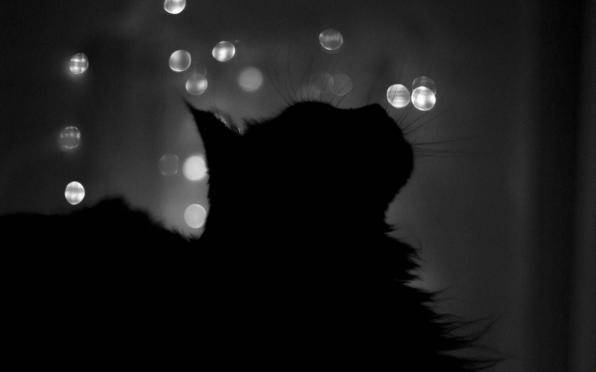 Silweta ng Itim na Pusa Wallpaper