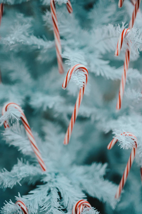 Simpleng Candy Canes Pasko Wallpaper