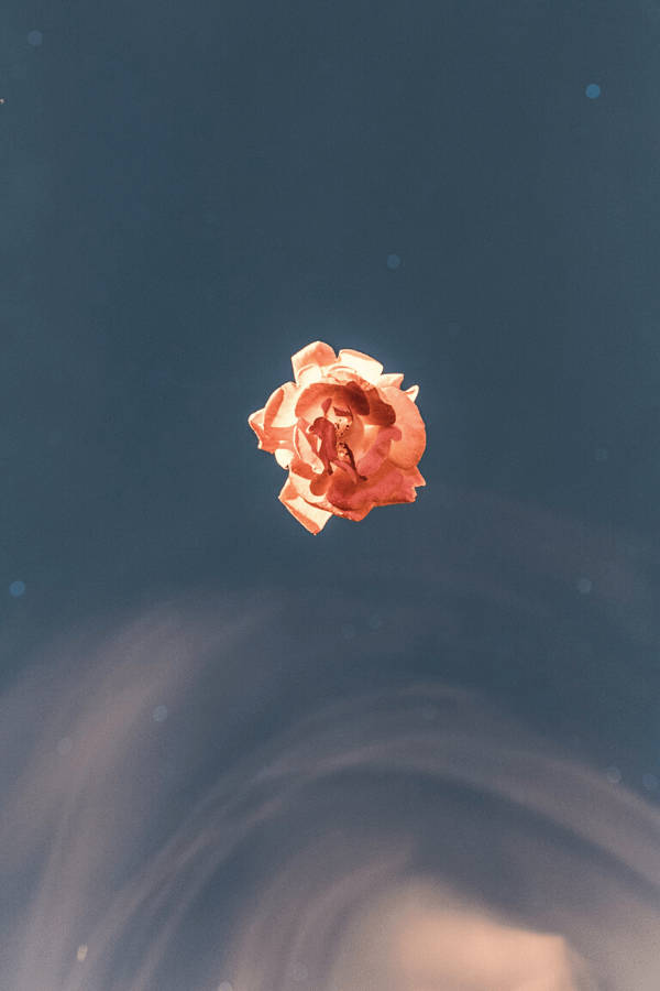 Simpleng Kahel na Bulaklak na Estetikang Vintage Wallpaper