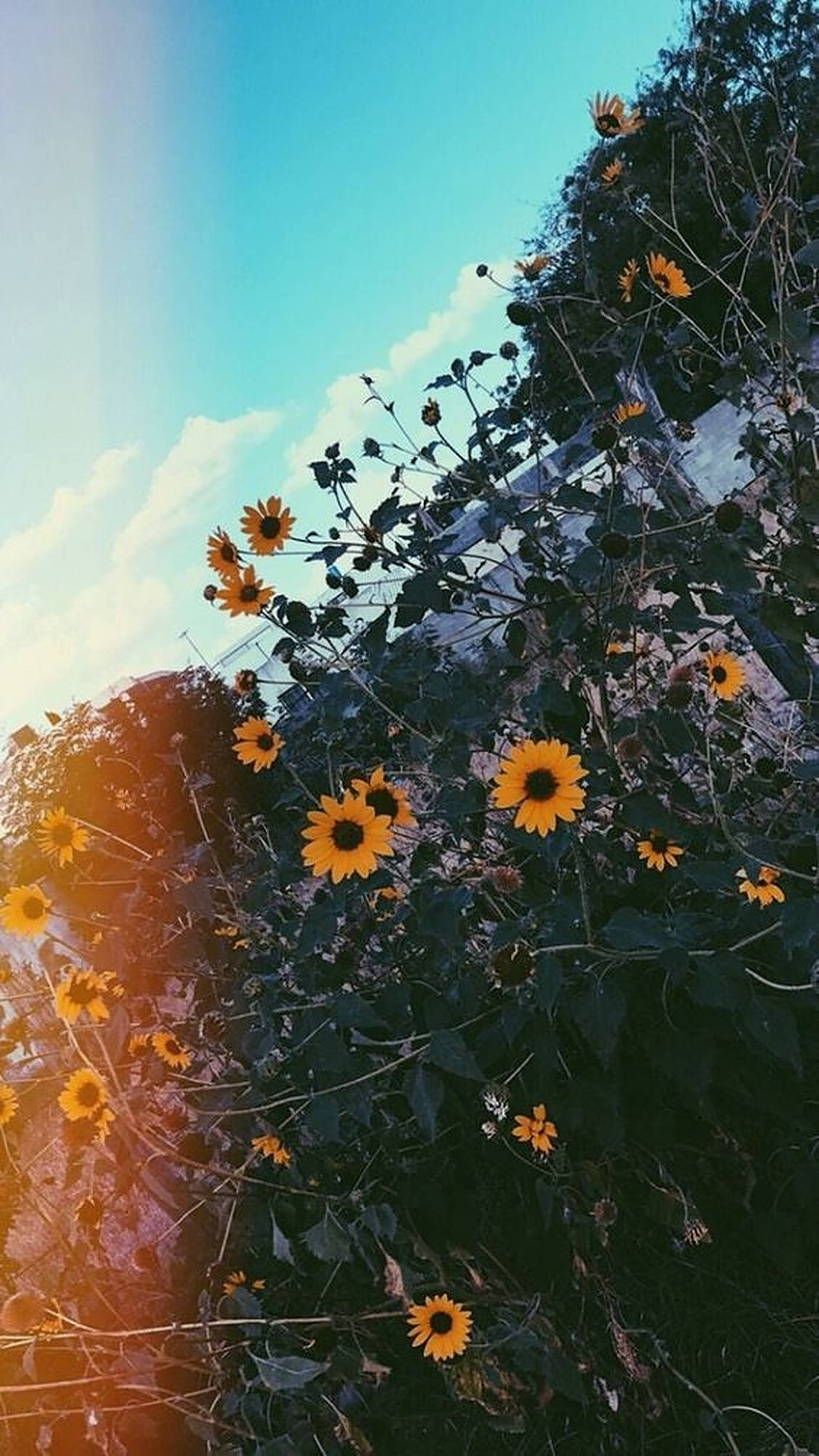 Sinaunang iPhone na May Kislap ng Kamera at Mga Bulaklak Wallpaper