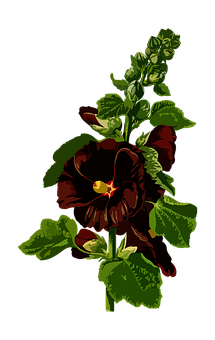 Sining ng Maitim na Pulang Bulaklak na Pansy Wallpaper