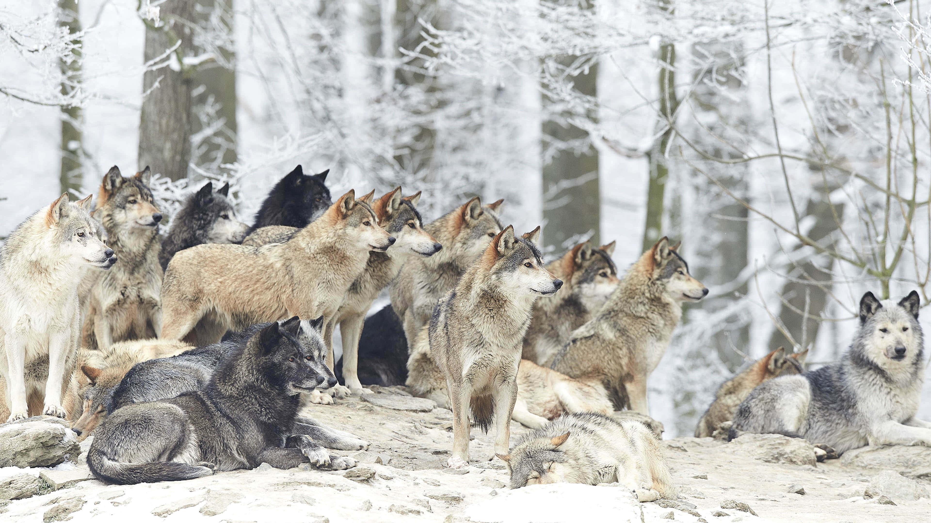 Sining ng Mga Cute na Lobo sa Niyebe Wallpaper