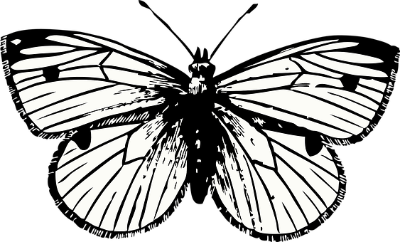 Sining ng Silweta ng Paruparo na Monochrome Wallpaper
