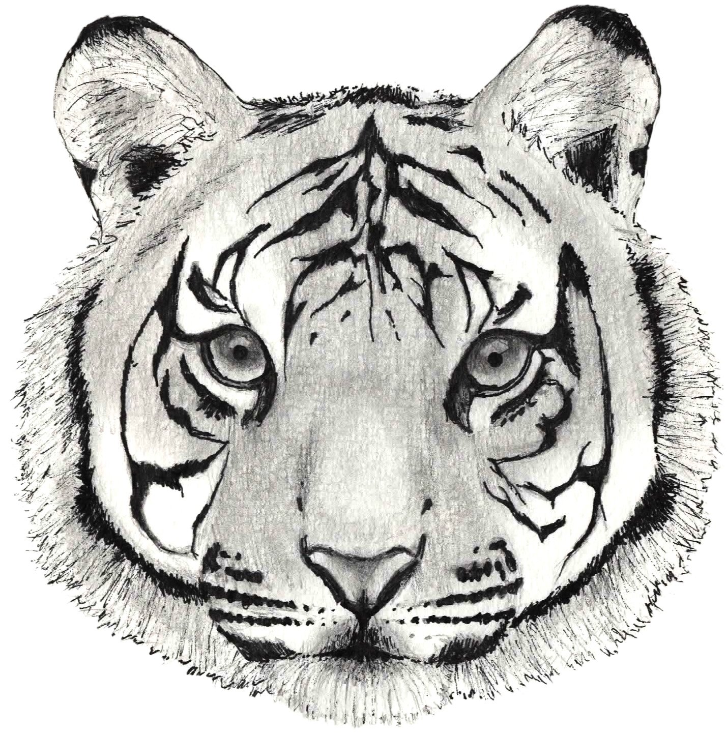Sketch ng Mukha ng Tigre na Guhit Kamay Wallpaper