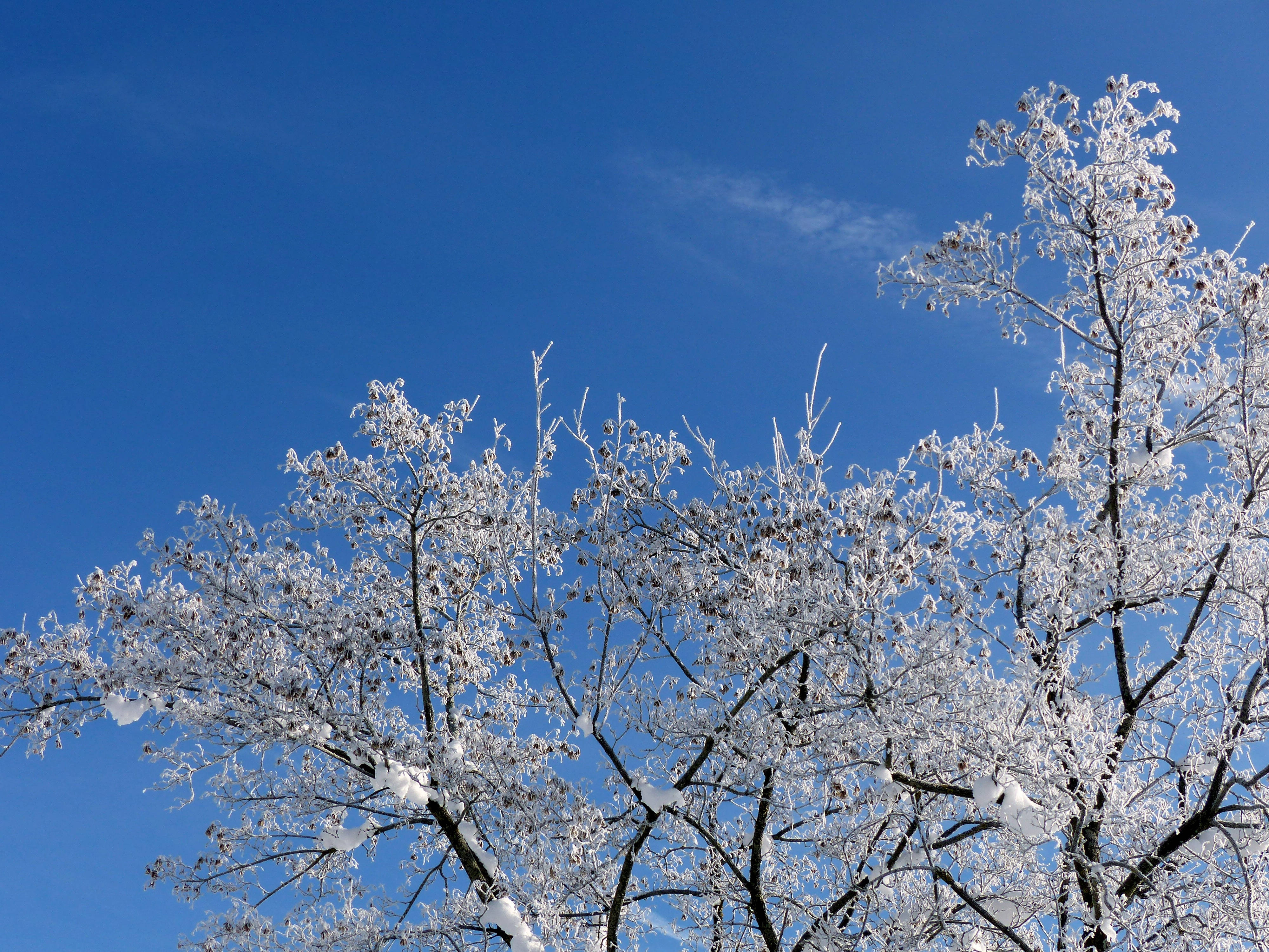 Snow Aesthetic sa Tuktok ng Sanga Wallpaper