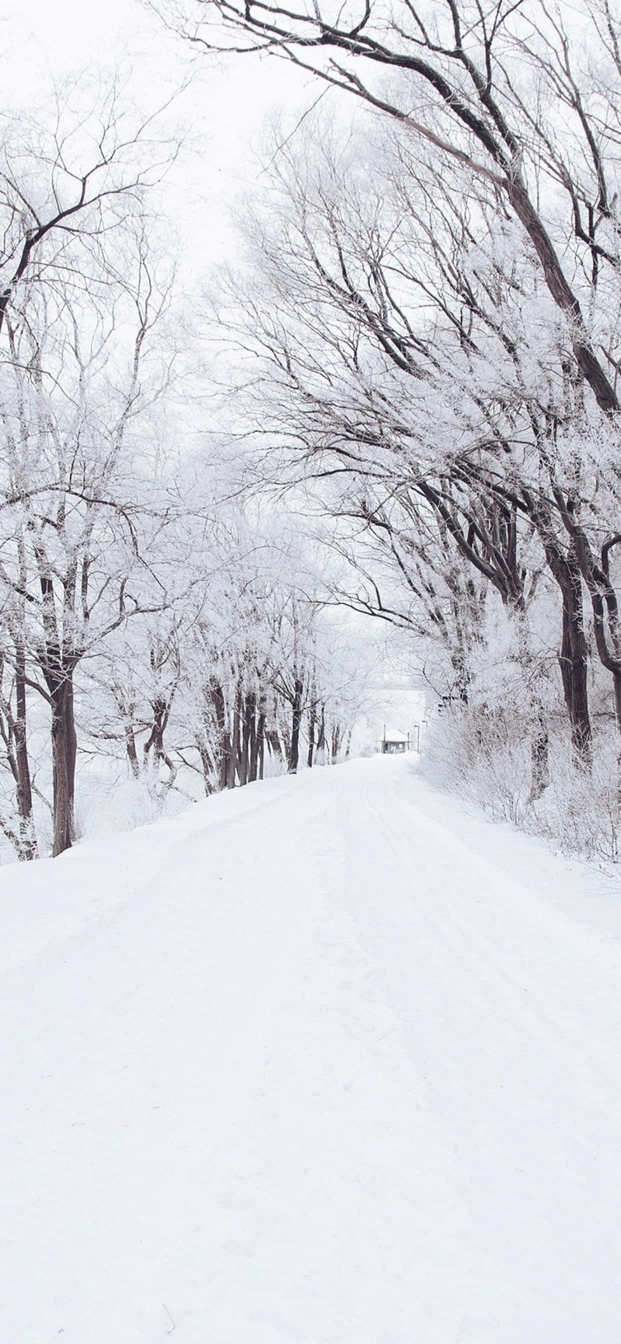 Snow Covered Pathway iPhone XS Max Winter Background Wallpaper