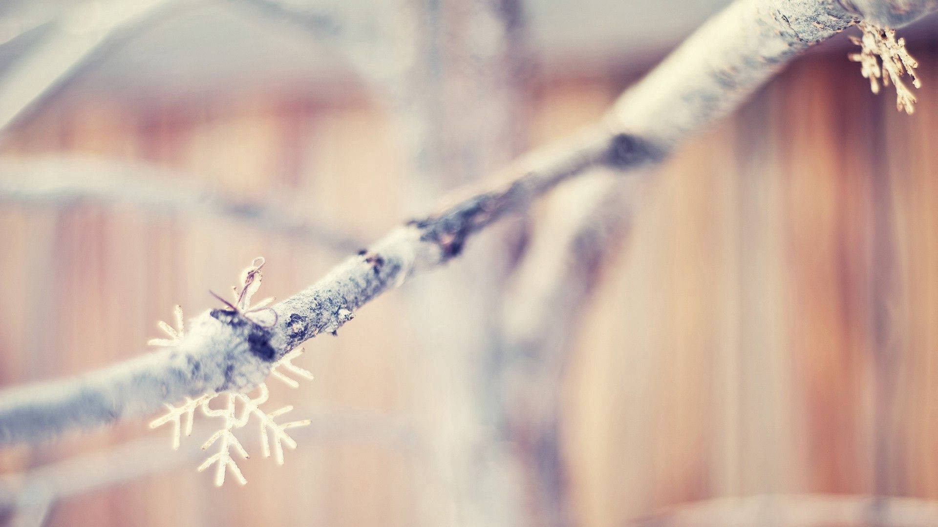 Snowflakes Sa Sangay Ng Puno Wallpaper