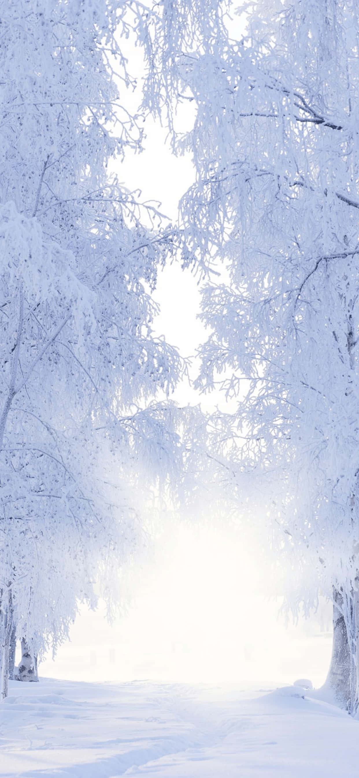 Snowy Pathway iPhone XS Max Winter Background Wallpaper