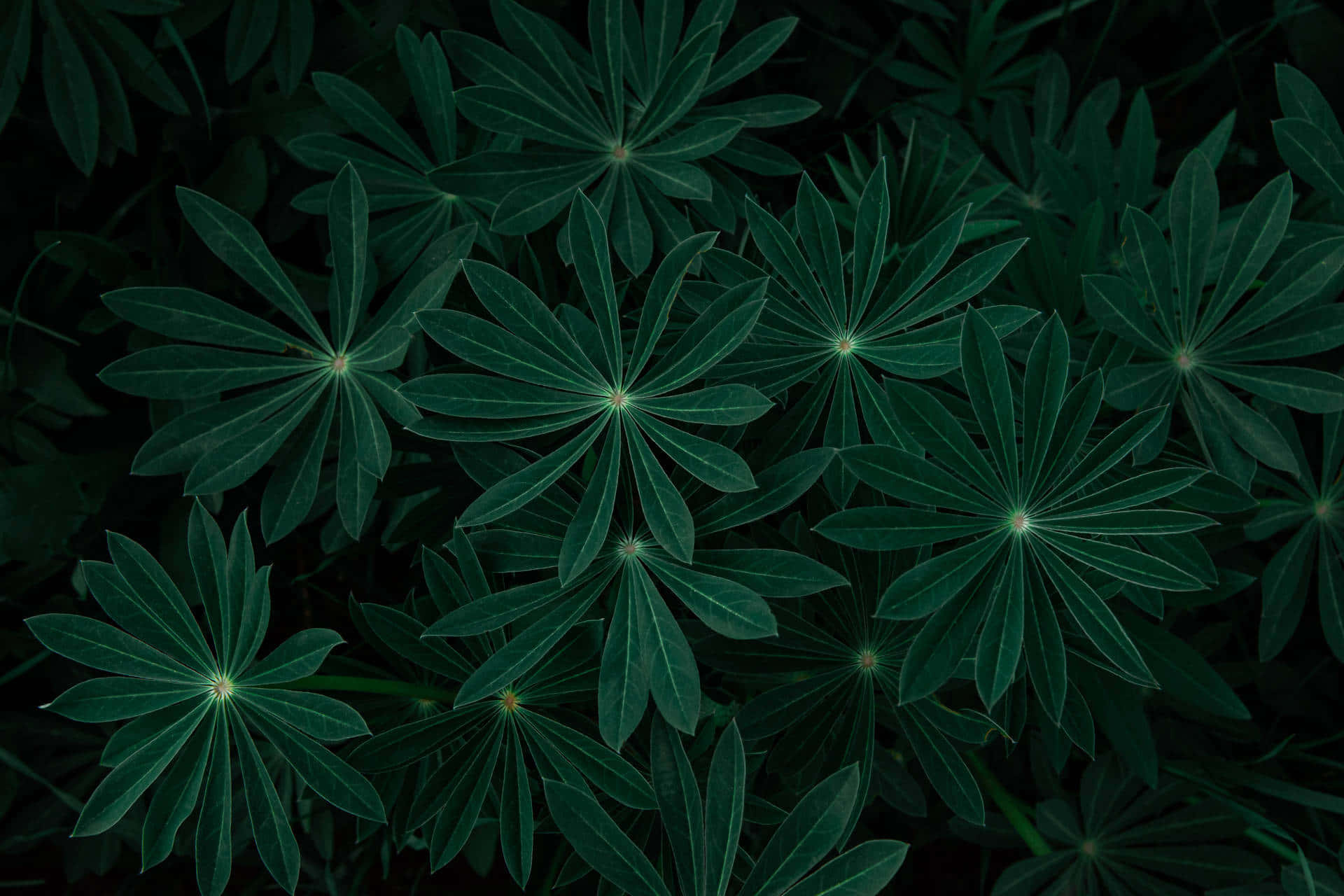 Solidong Madilim na Luntiang Wallpaper